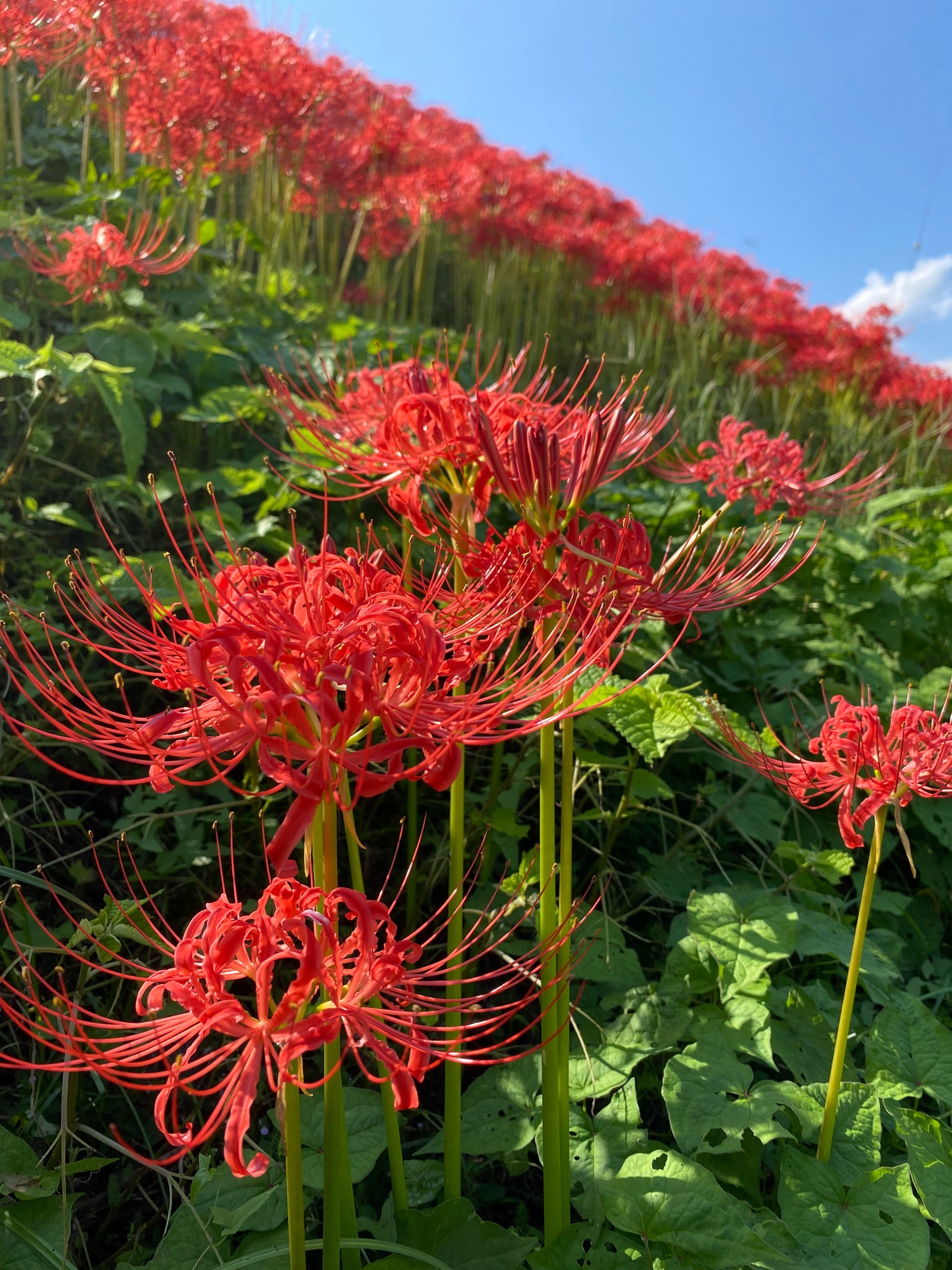 巾着田曼珠沙華公園】500万本のヒガンバナが彩る幻想的な風景と、1300