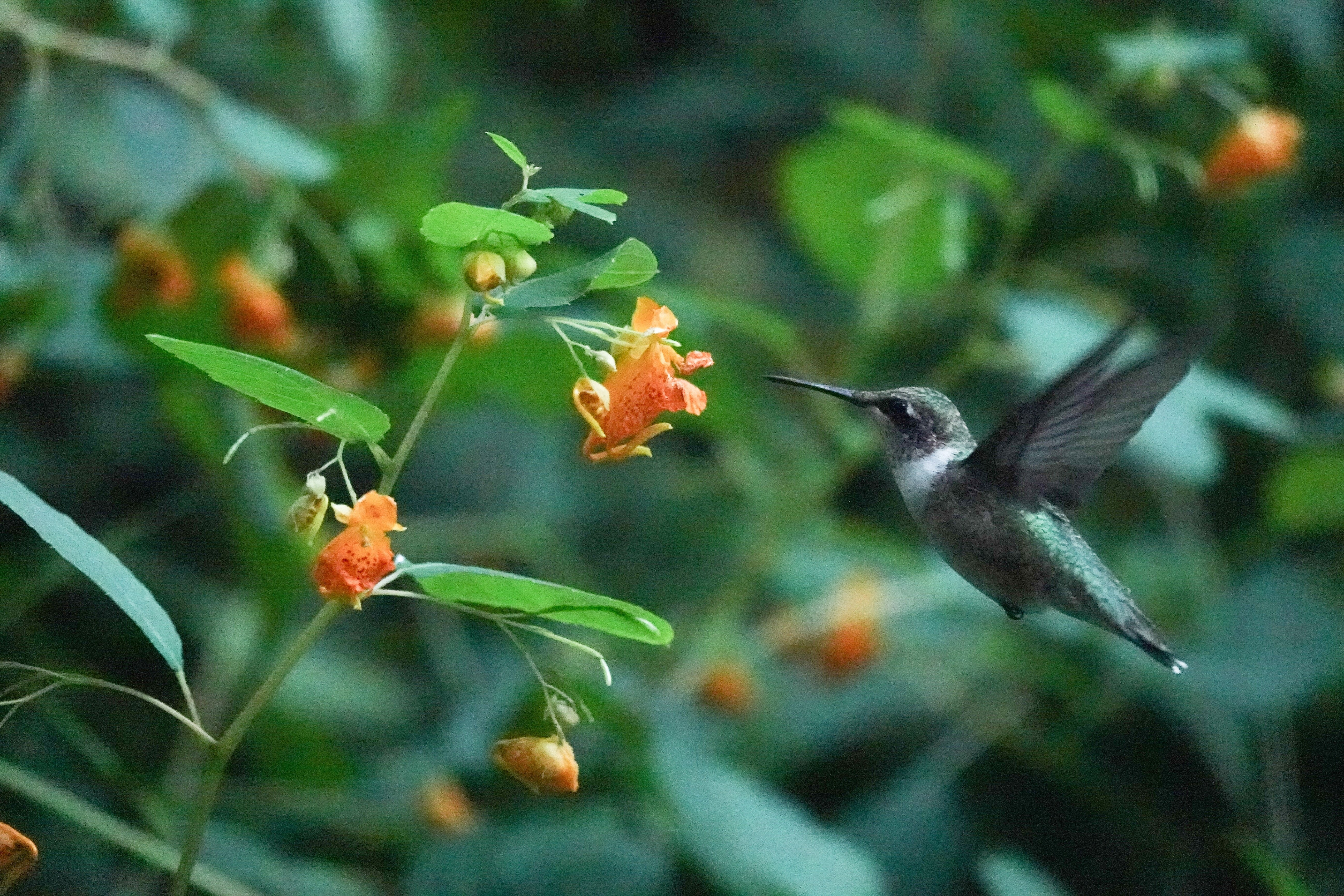 NY×鳥】セントラルパークのバードツアーでハチドリに遭遇！｜とみー＠NY