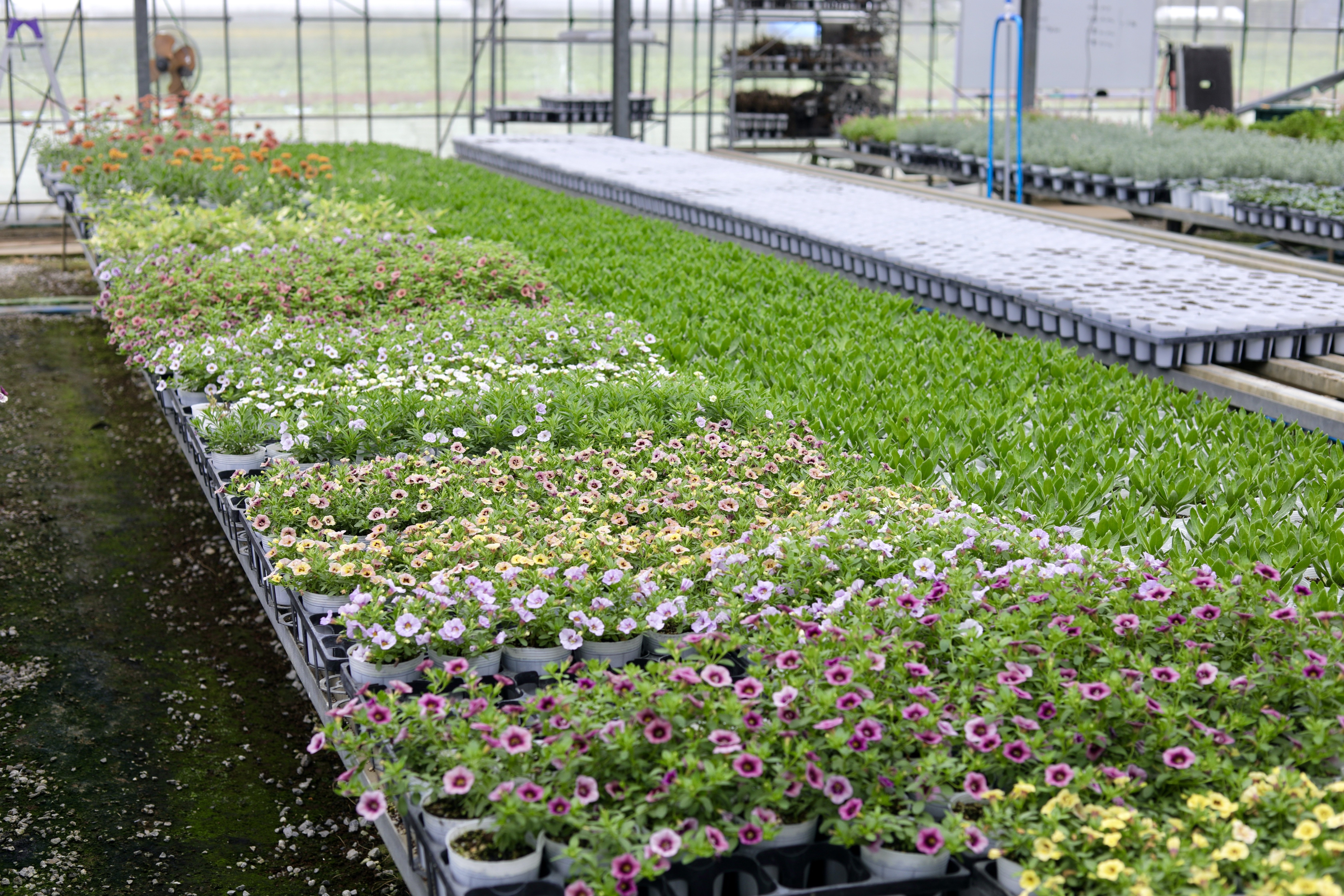 これがナラフラの育種現場だぜ！｜ナラティブフラワーズ 松原紀嘉