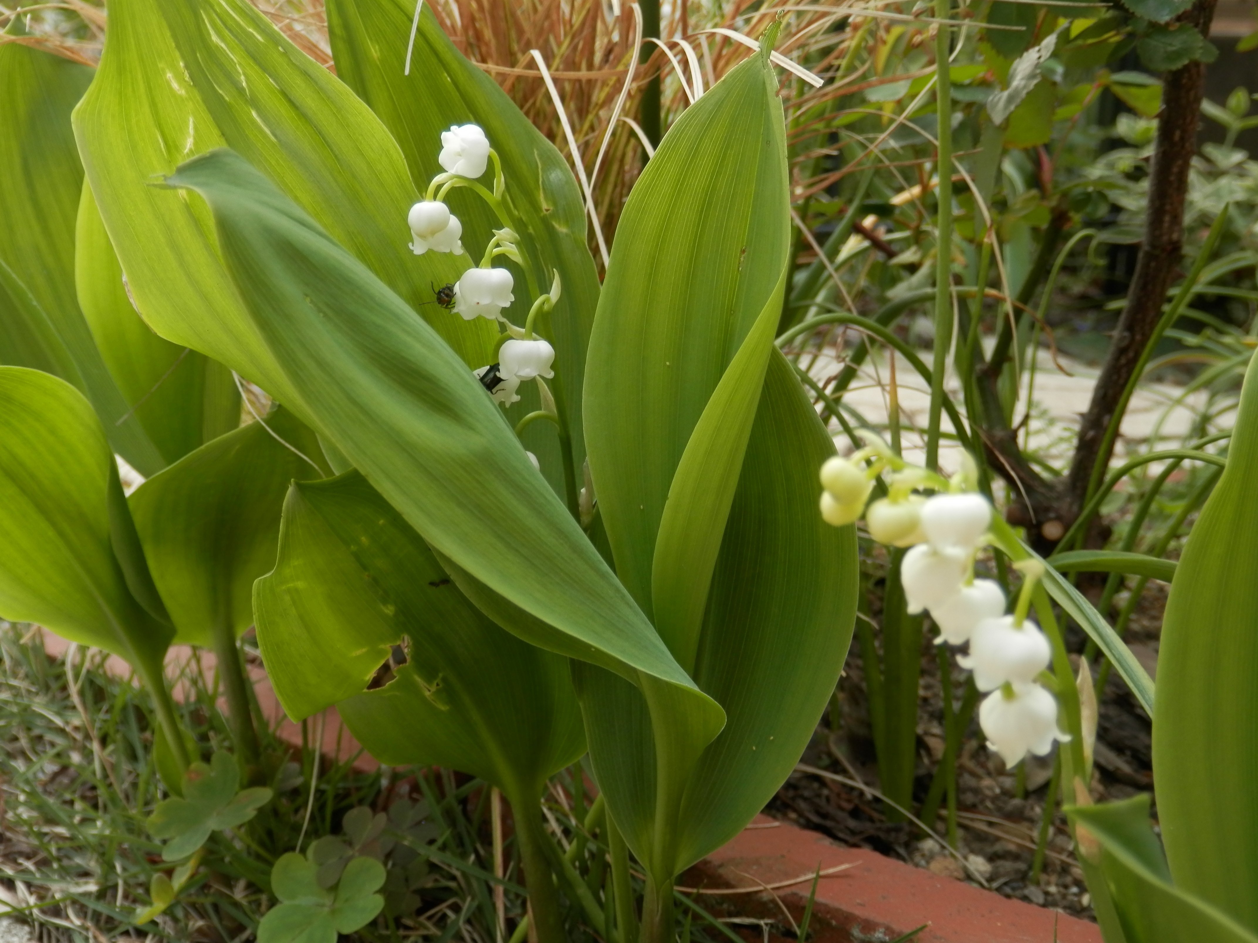スズランの毒｜ベジスピ（野菜育てはスピリチュアル）
