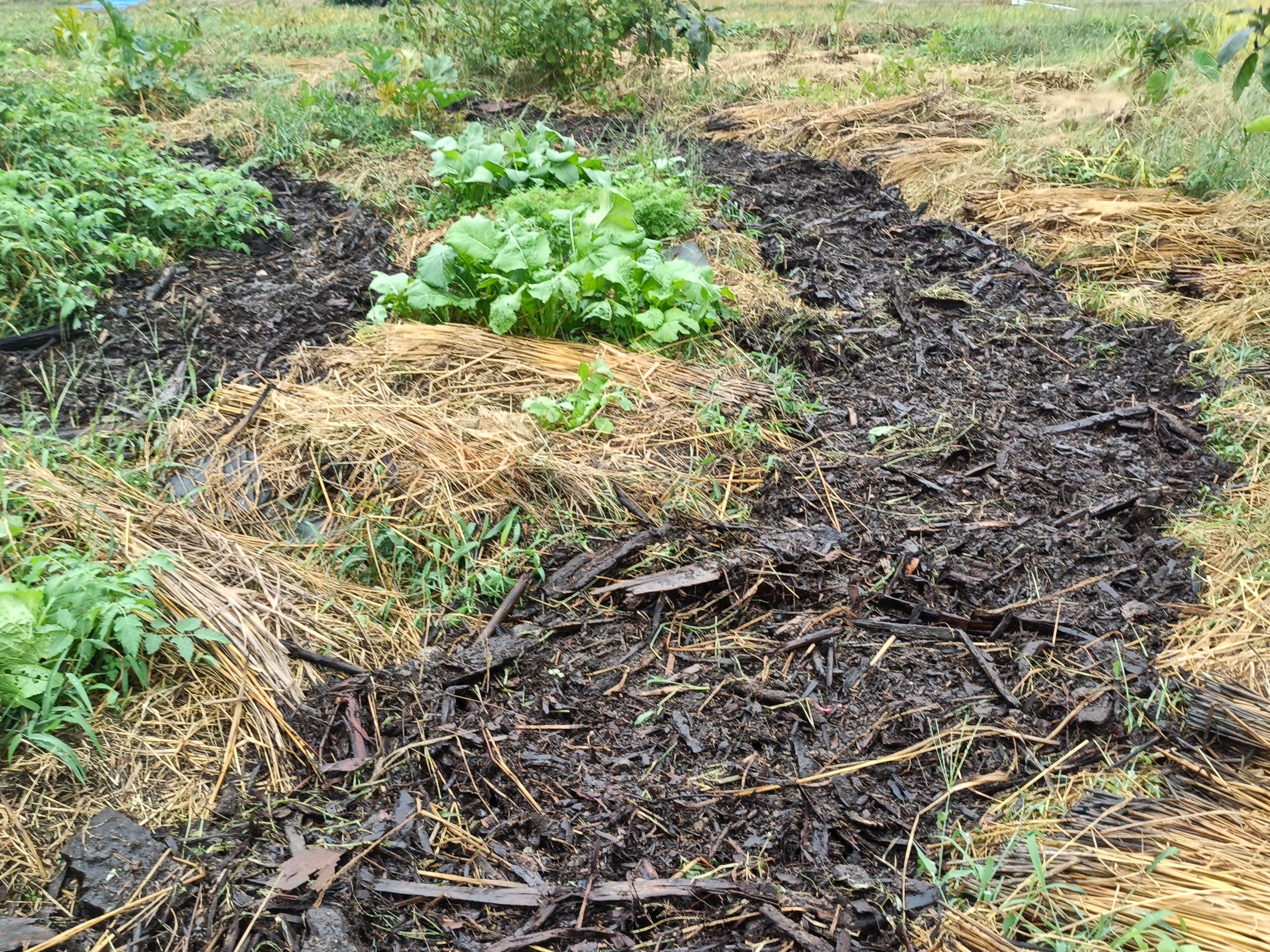 テイピマンダラガーデンにウッドチップ｜shanthi-usui