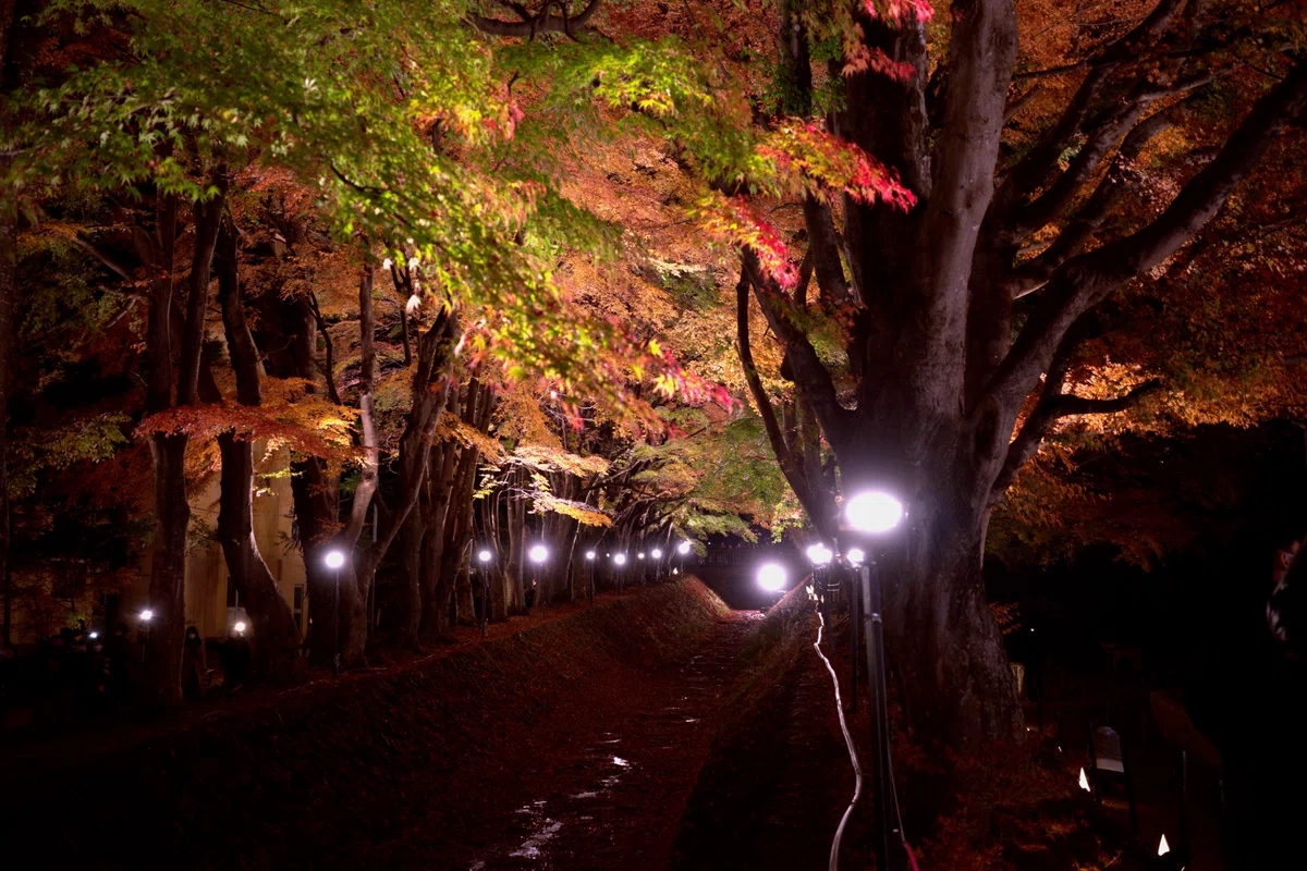 赤、緑、黄色のきれいな紅葉のライトアップの写真