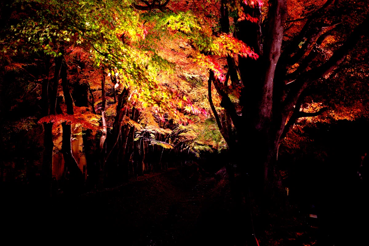 赤、緑、黄色のきれいな紅葉のライトアップの写真、暗くしてコントラストを上げている