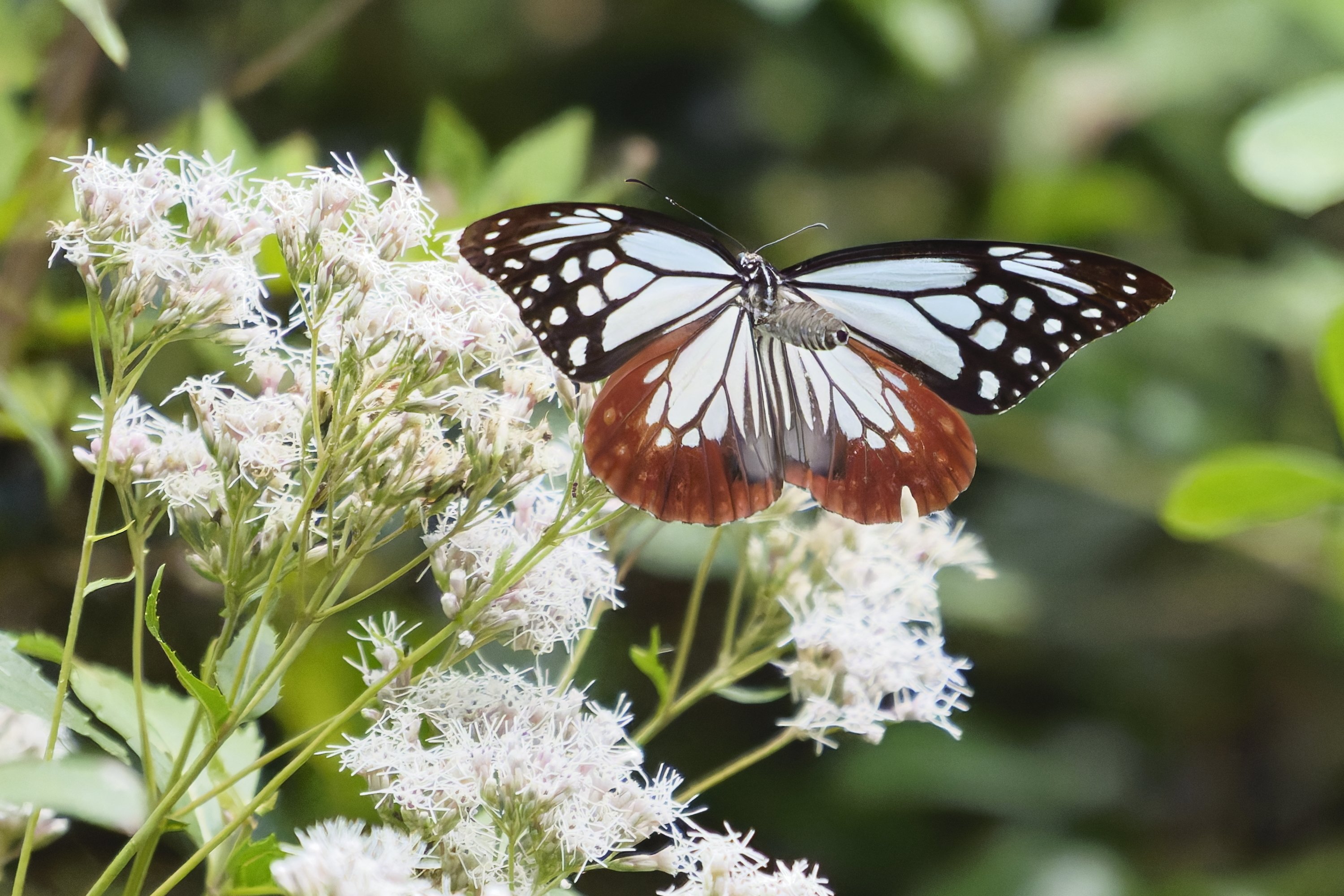 旅する蝶 アサギマダラ(浅葱斑)Ⅱ｜Miya