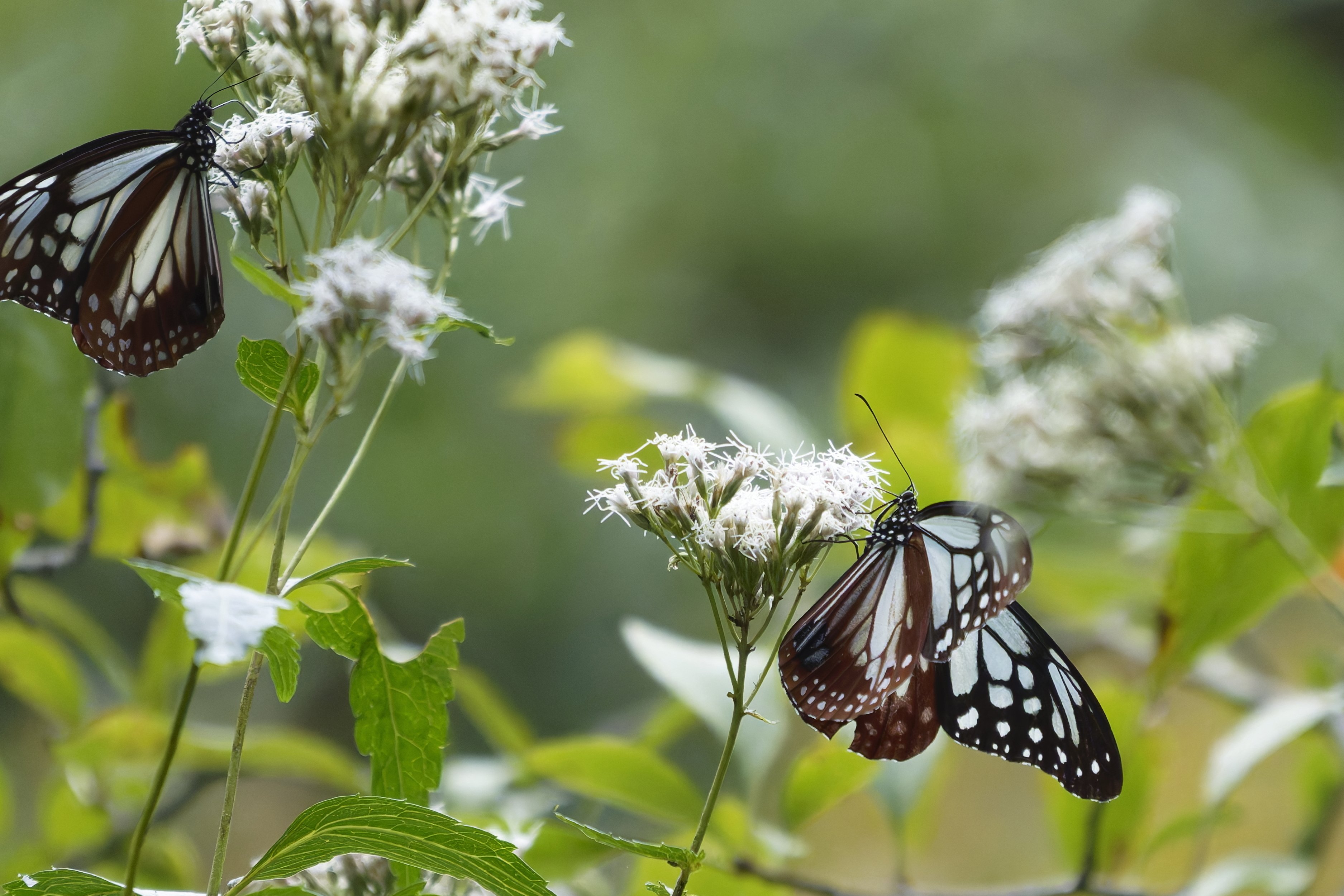 旅する蝶 アサギマダラ(浅葱斑)Ⅱ｜Miya