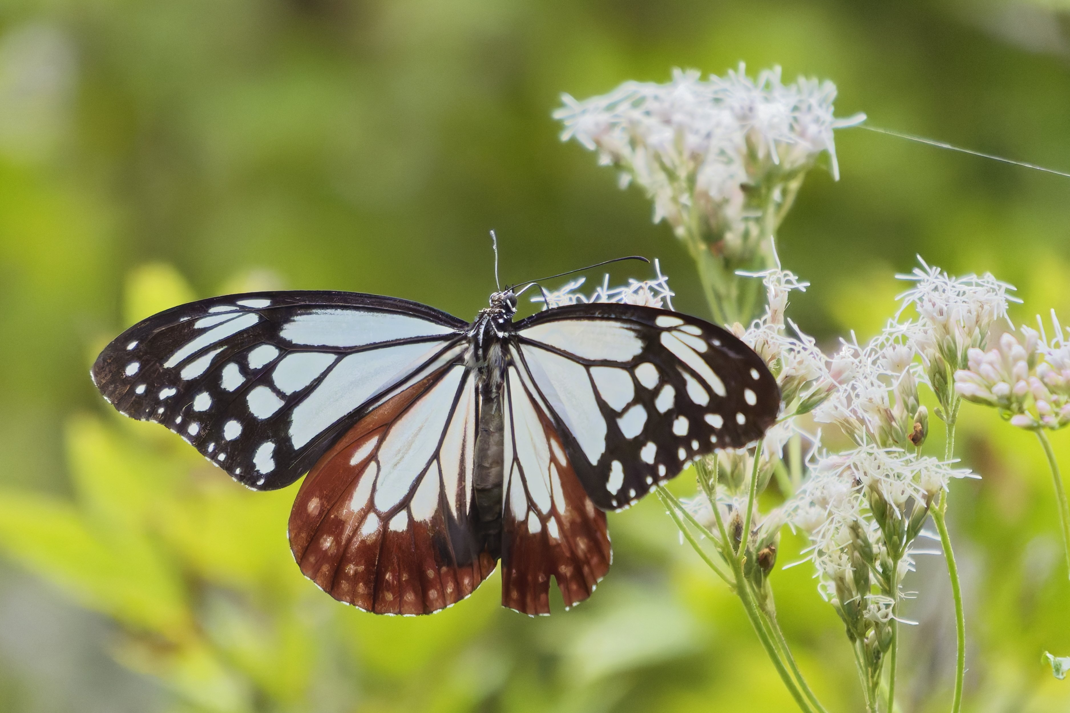 旅する蝶 アサギマダラ(浅葱斑)Ⅱ｜Miya