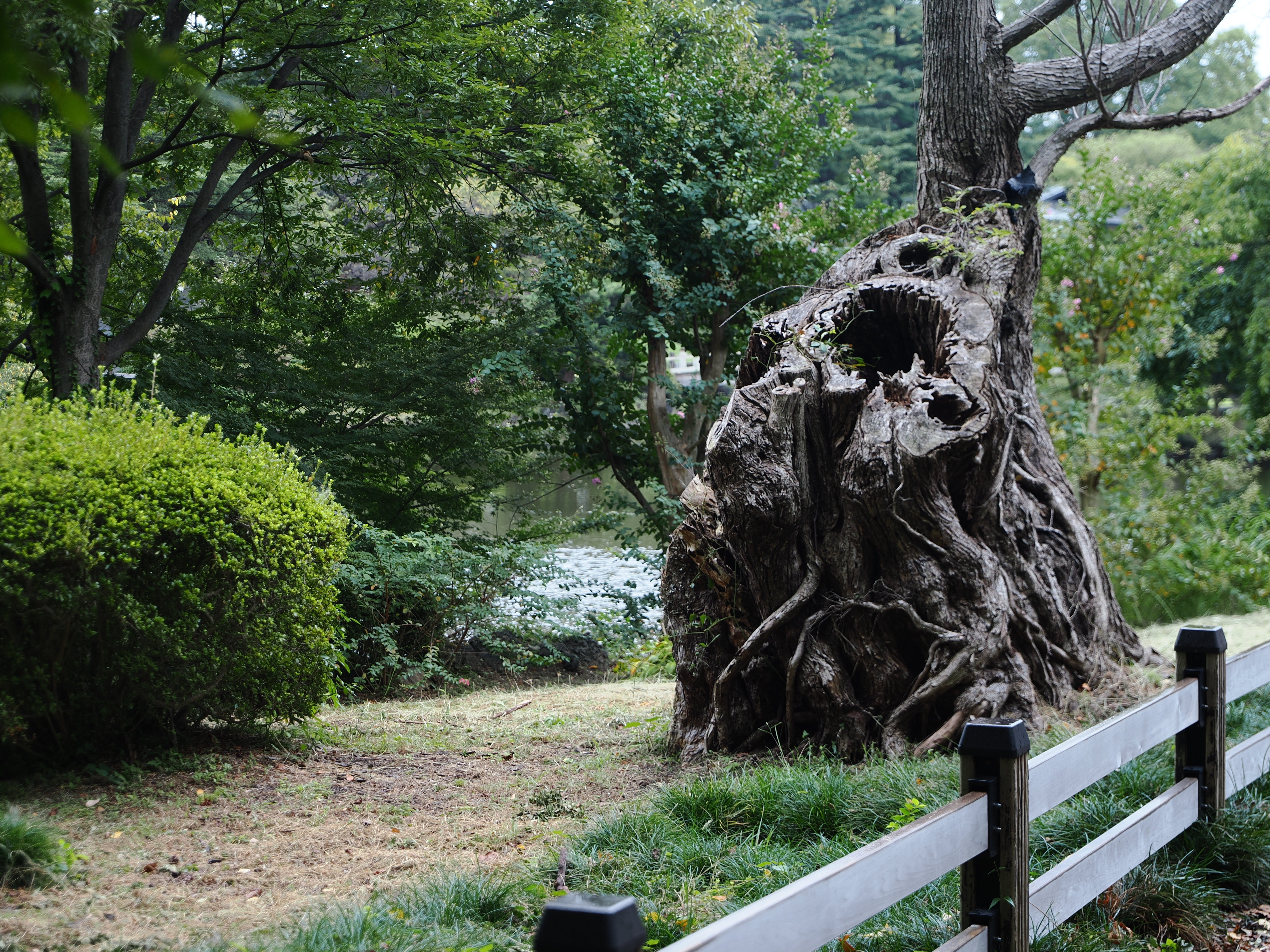 ZUIKO DIGITAL ED 14-35mm makotoさん専用 Zuiko Digital 14-35mm F2.0 SWD｜flatearth.Blog＊