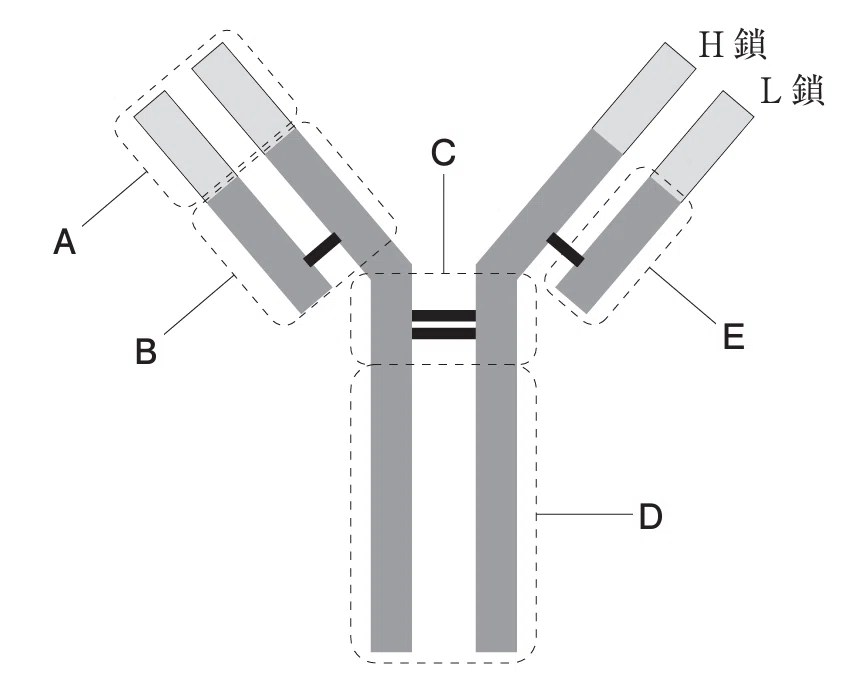 【薬剤師国家試験対策】　手作りノート（免疫•生体防御) 松廼屋｜論点解説 薬剤師国家試験対策ノート問107-118【生物】論点