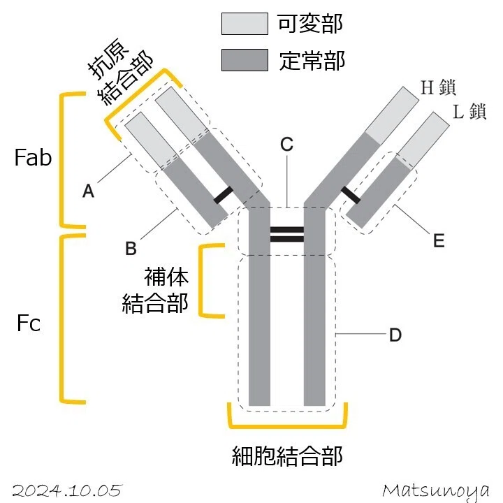 松廼屋｜論点解説 薬剤師国家試験対策ノート問107-118【生物】論点