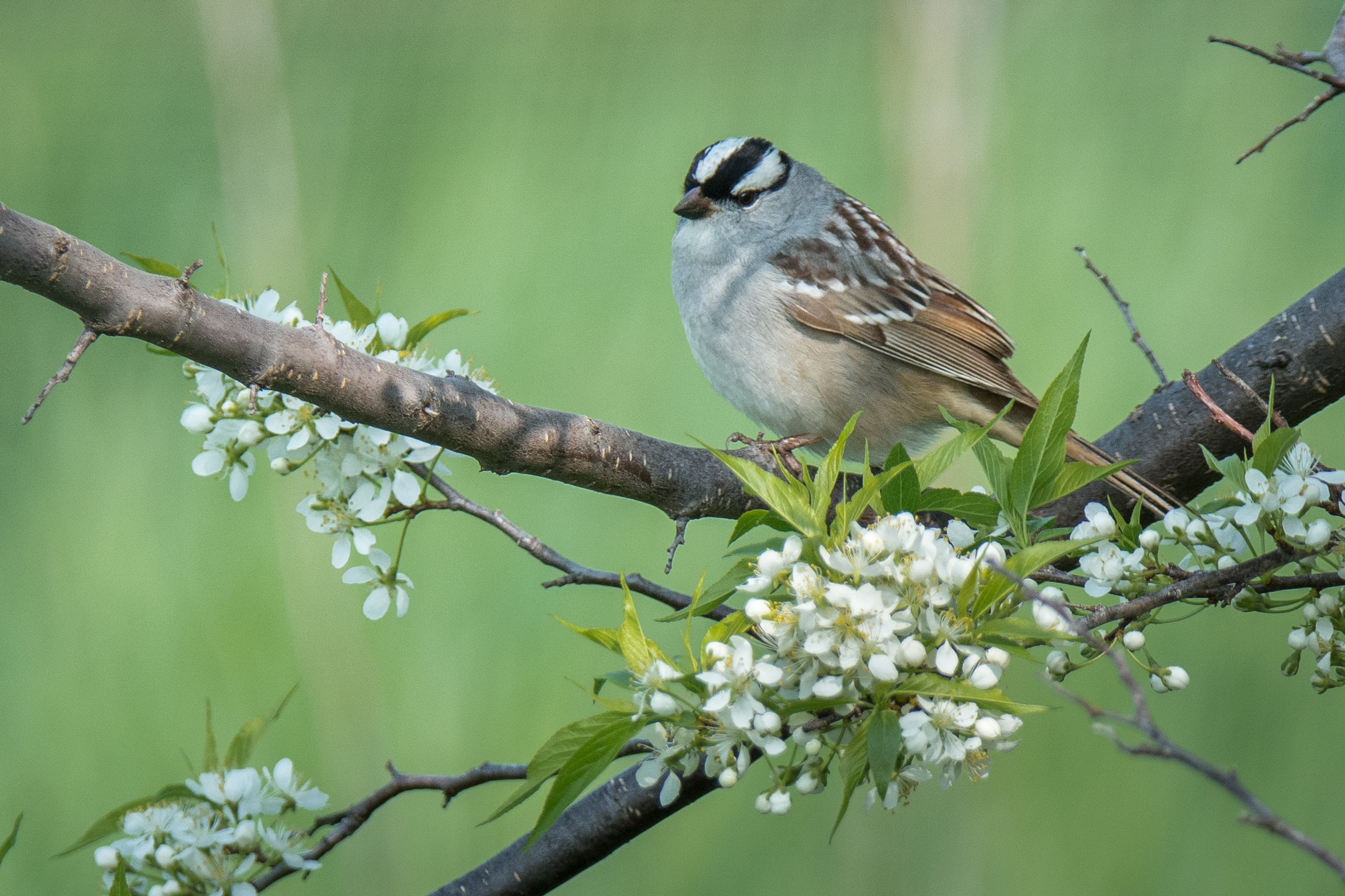 シカゴでバードウォッチング！】 White-crowned Sparrow