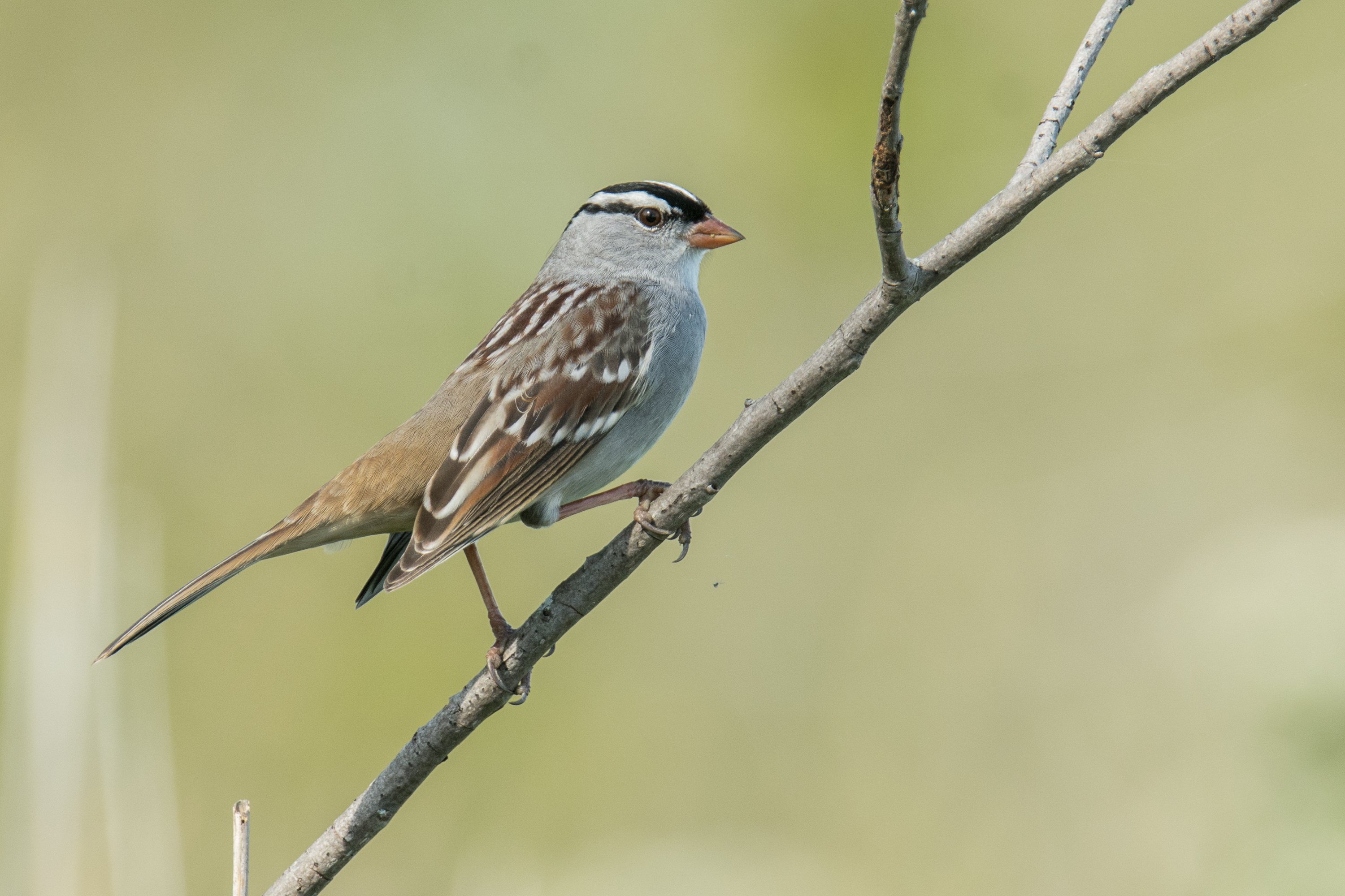 シカゴでバードウォッチング！】 White-crowned Sparrow