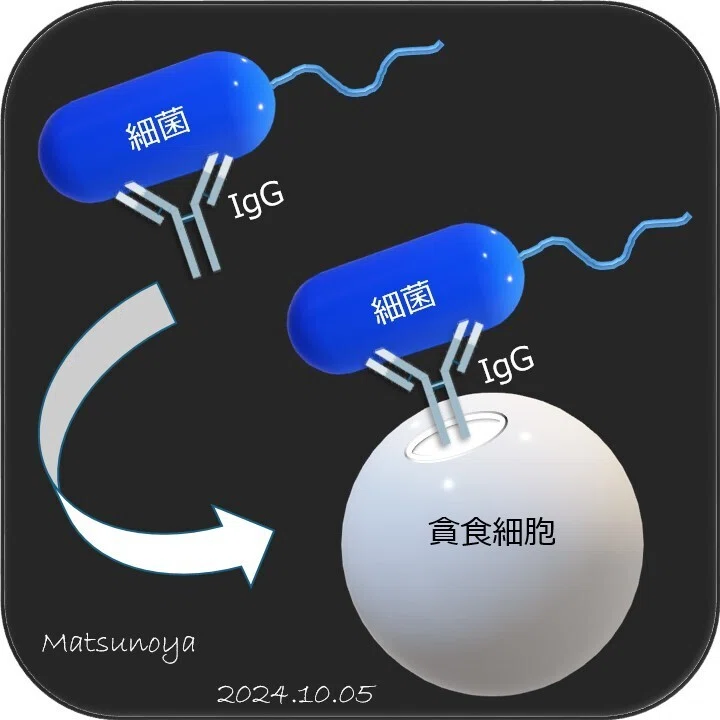 松廼屋｜論点解説 薬剤師国家試験対策ノート問107-118【生物】論点
