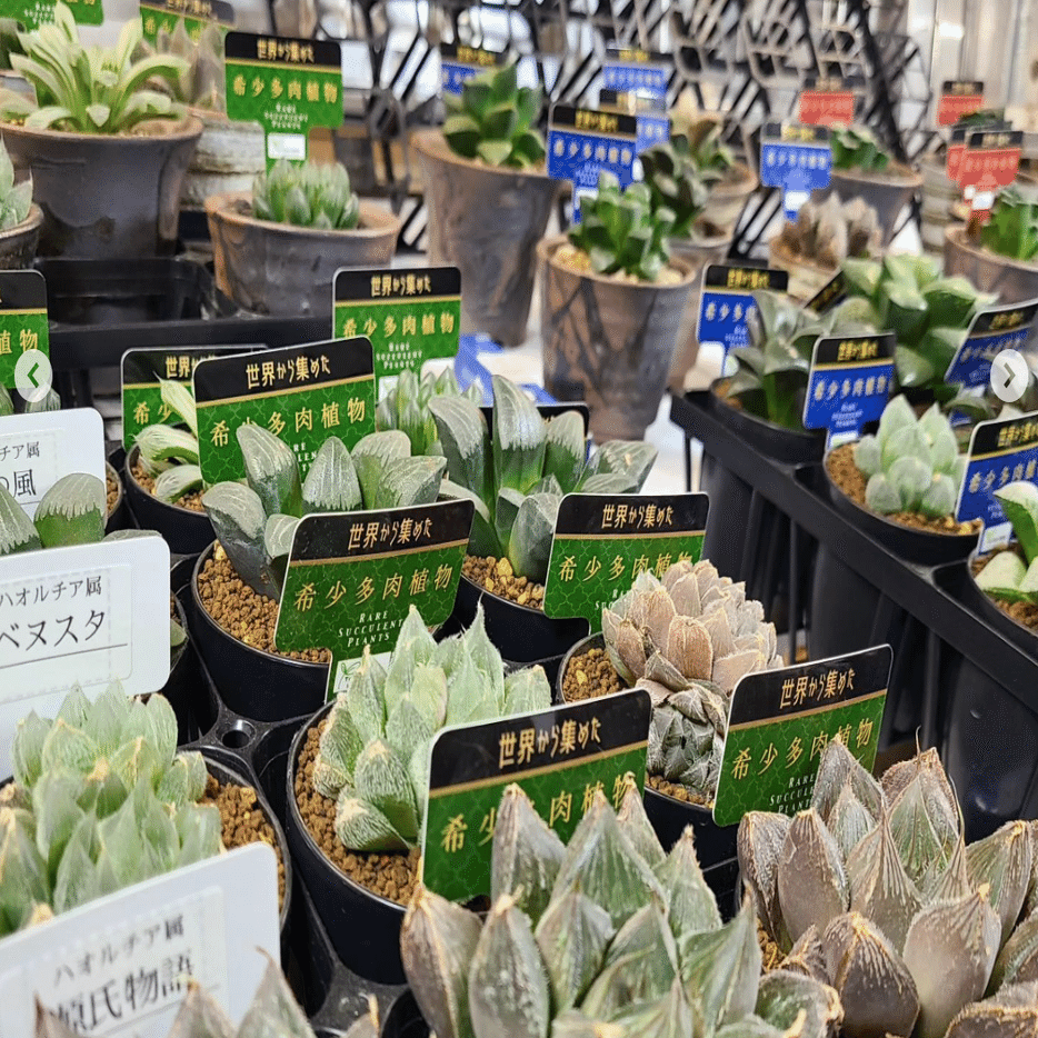 世界の希少な多肉植物を集める専門店「ToriDoriみどり」がおすすめする