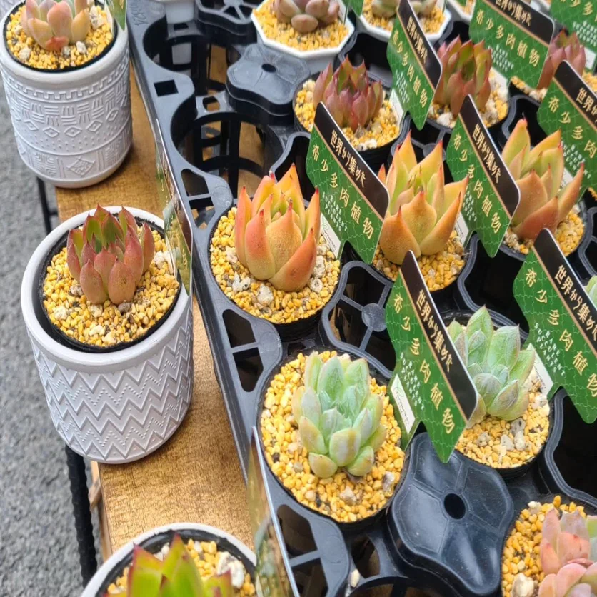 世界の希少な多肉植物を集める専門店「ToriDoriみどり」がおすすめする