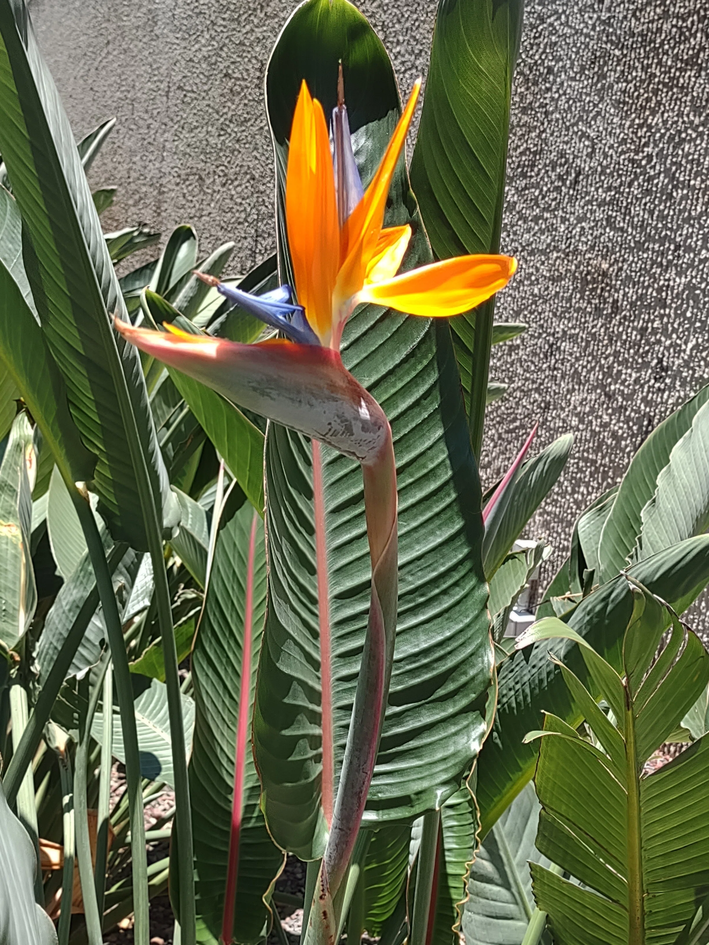 極楽鳥花 高さ約150cm 極楽鳥花☆パウスカート♪