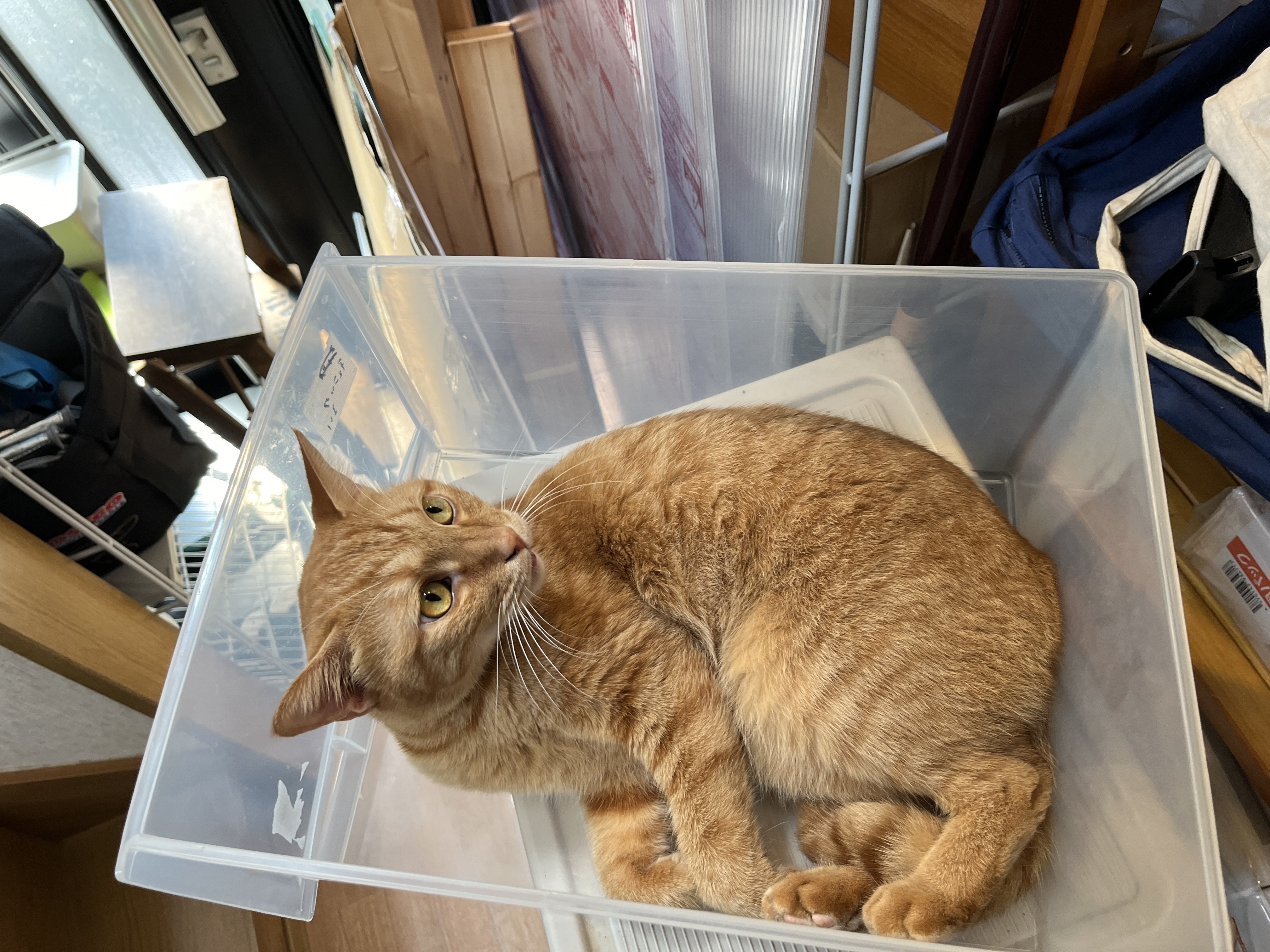 猫の観察記録(2024.10.5)｜NAKADA Shugo