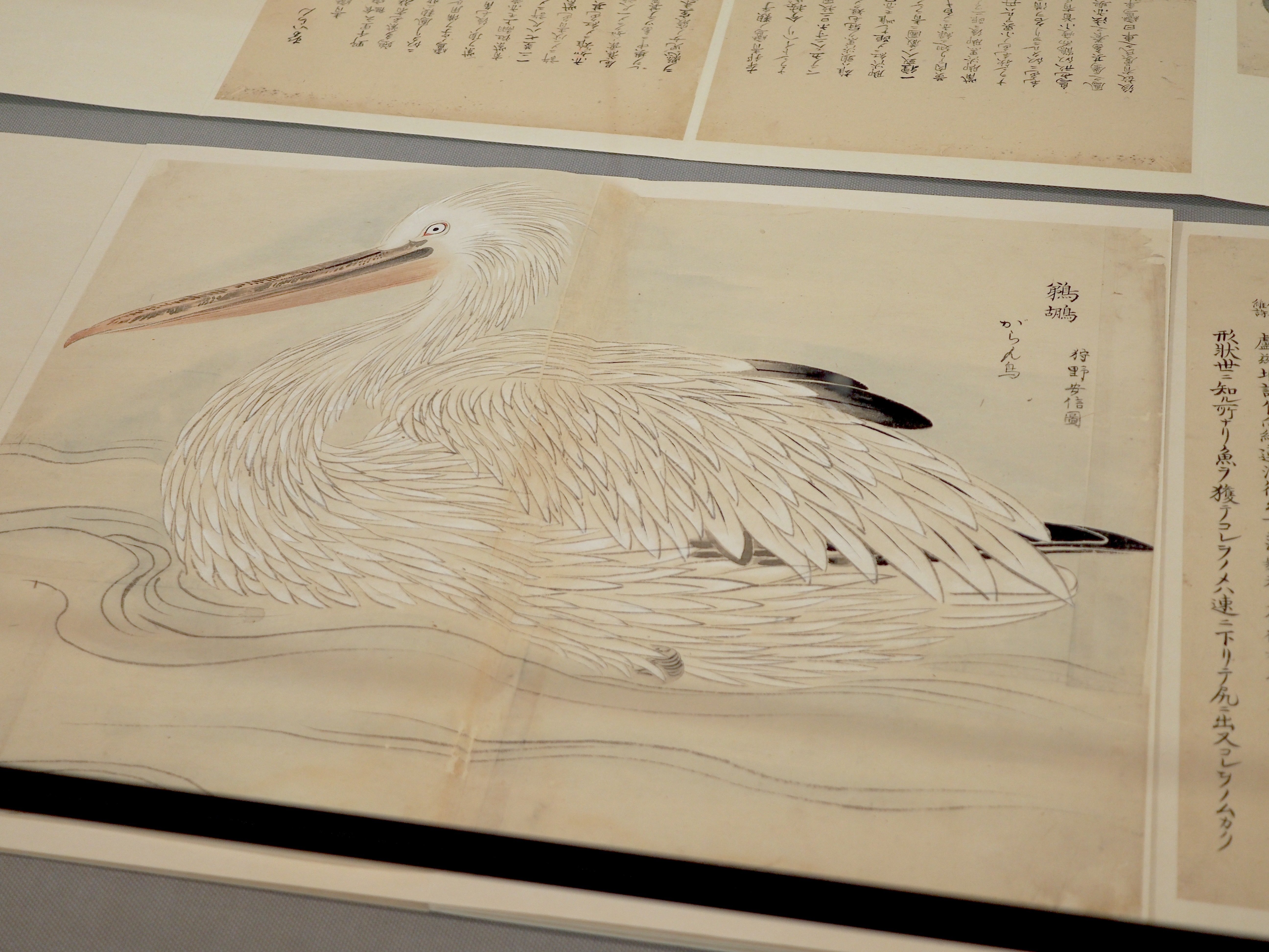 Amazon.co.jp: 江戸鳥類大図鑑 よみがえる江戸鳥学の精華『観文