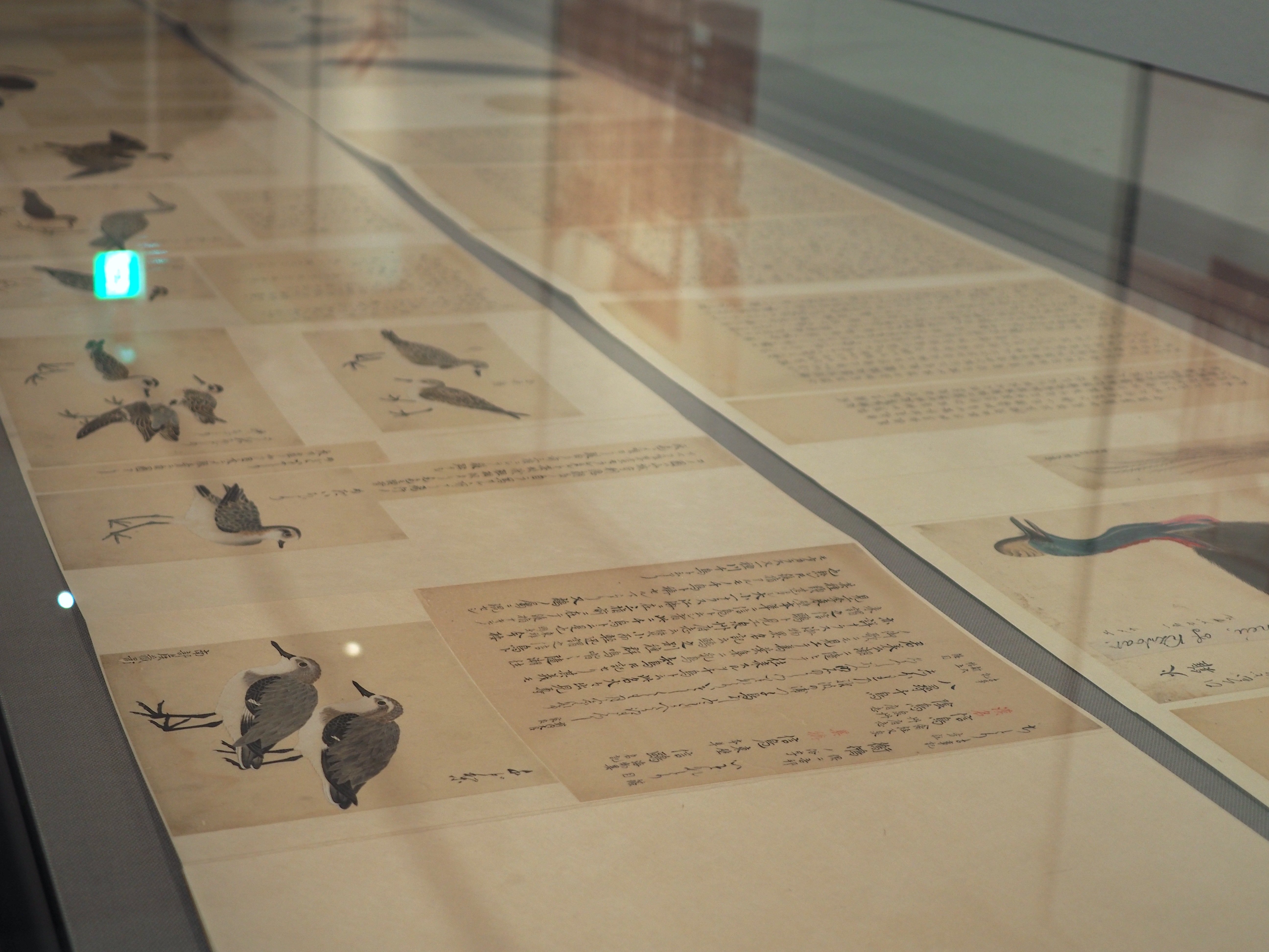 江戸時代の鳥図鑑に“セクシーな鳥”がいた！ 堀田正敦の《禽譜》特集（2