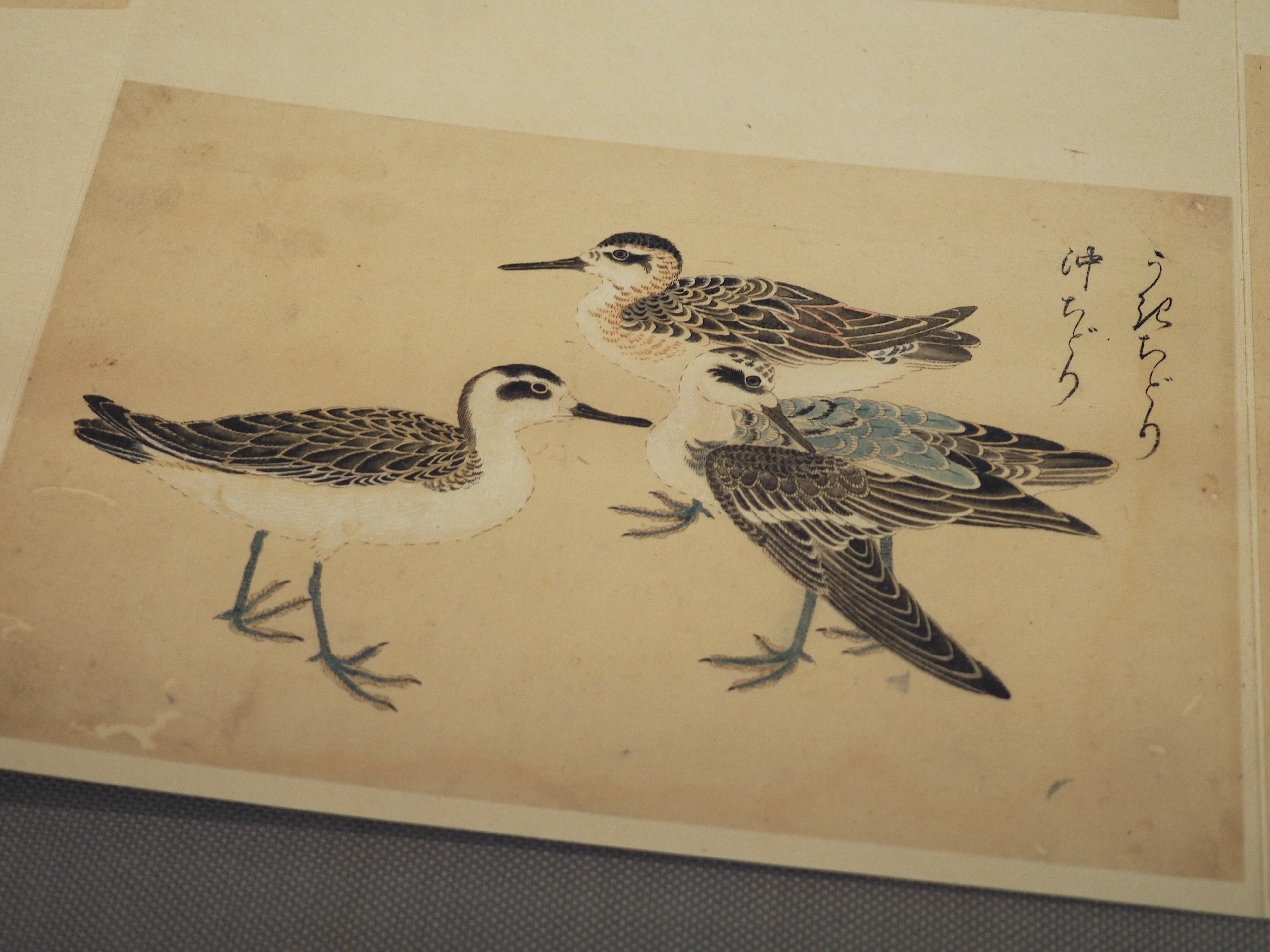 江戸時代の鳥図鑑に“セクシーな鳥”がいた！ 堀田正敦の《禽譜》特集（2