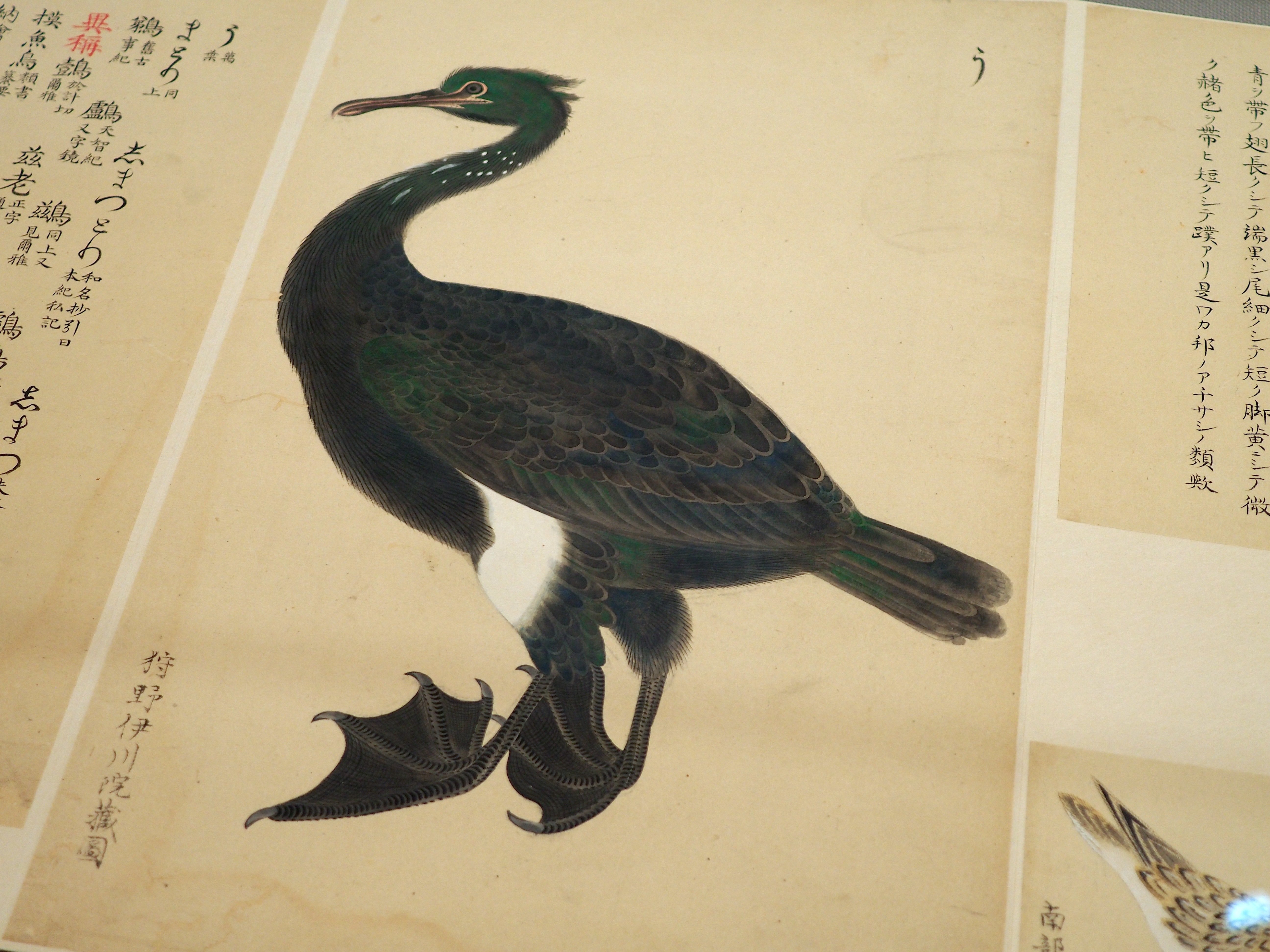 江戸時代の鳥図鑑に“セクシーな鳥”がいた! 堀田正敦の《禽譜 江戸時代の鳥図鑑に“セクシーな鳥”がいた! 堀田正敦の《禽譜