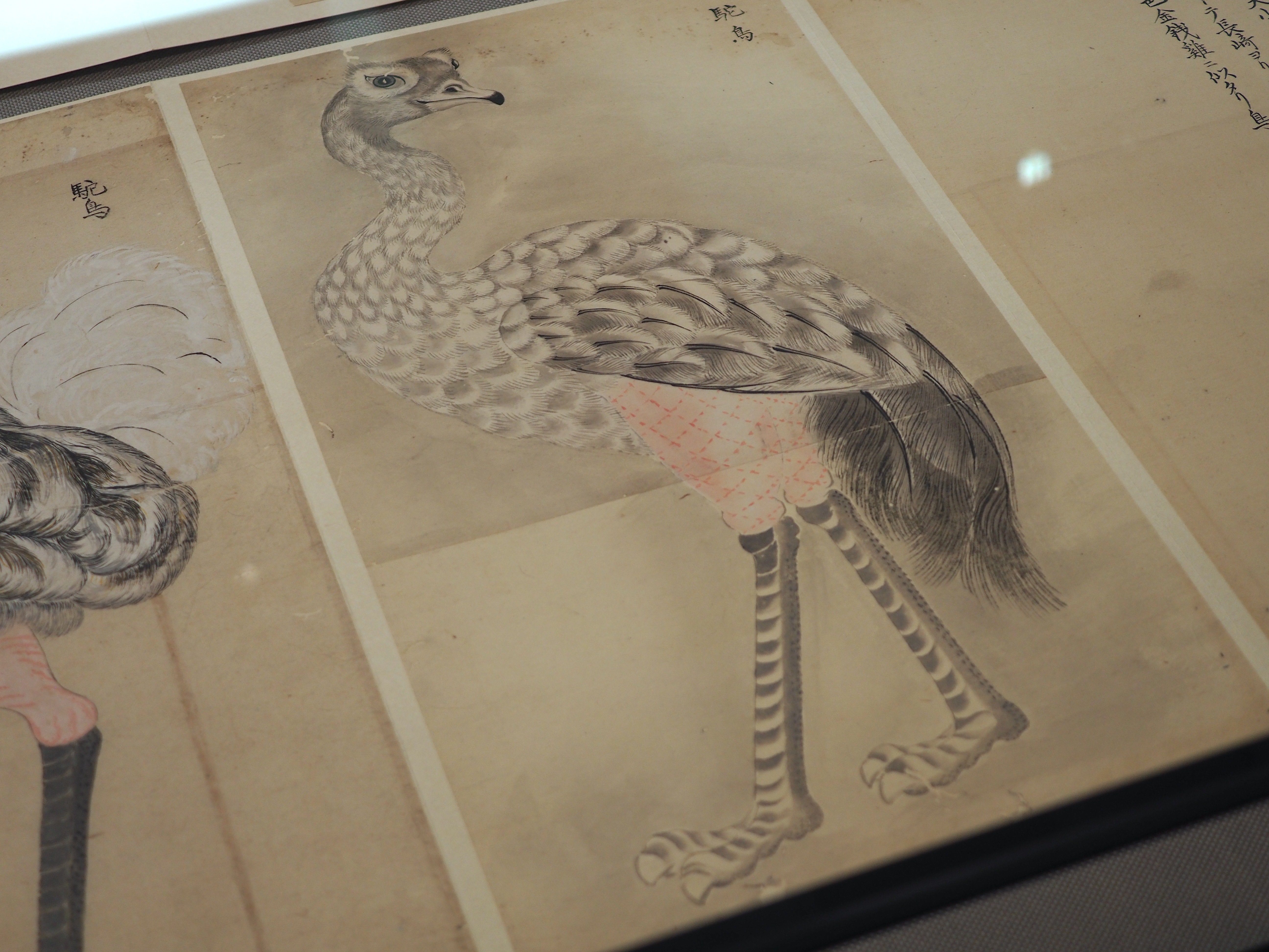 江戸時代の鳥図鑑に“セクシーな鳥”がいた！ 堀田正敦の《禽譜