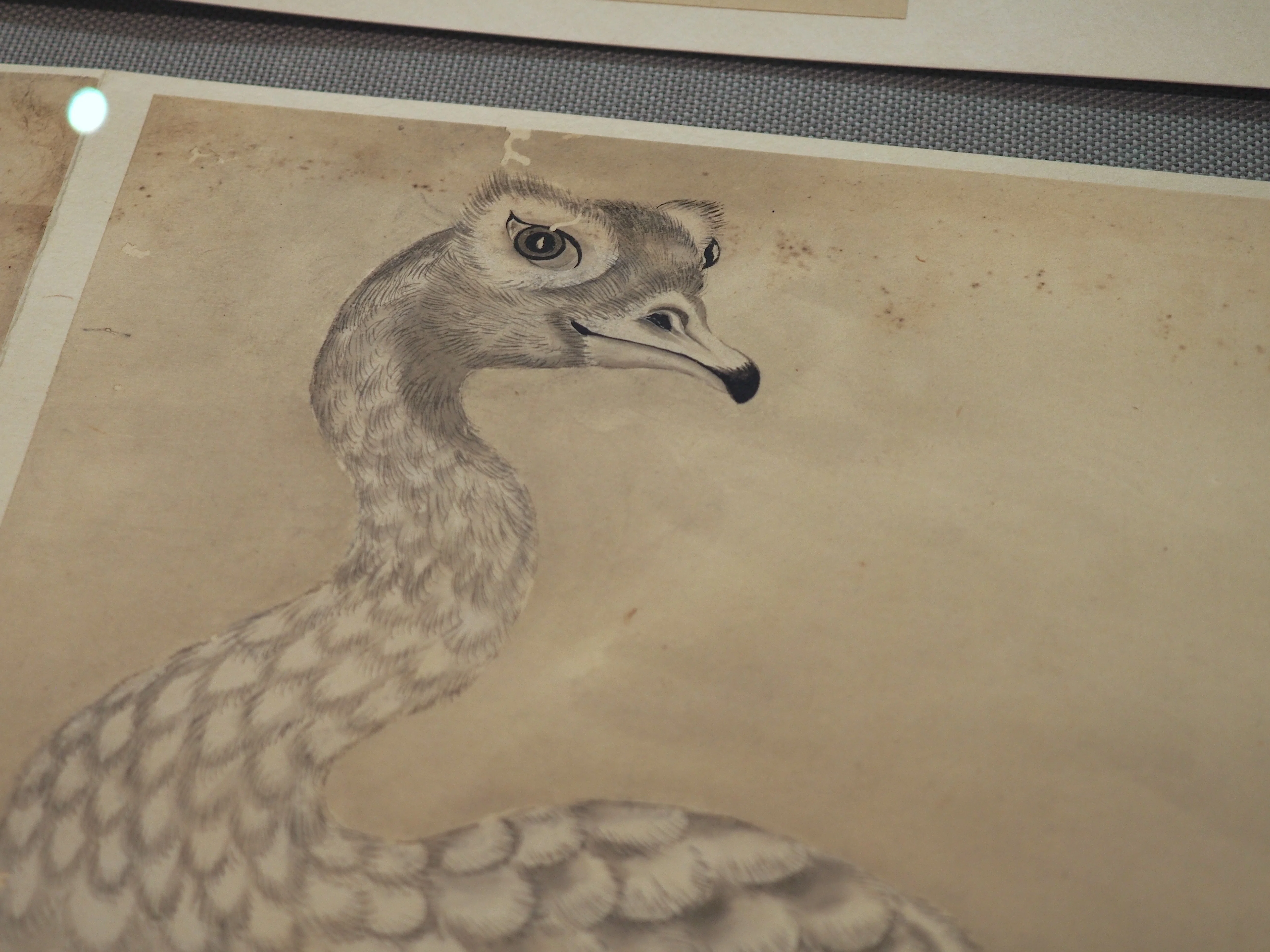 江戸時代の鳥図鑑に“セクシーな鳥”がいた！ 堀田正敦の《禽譜》特集（2