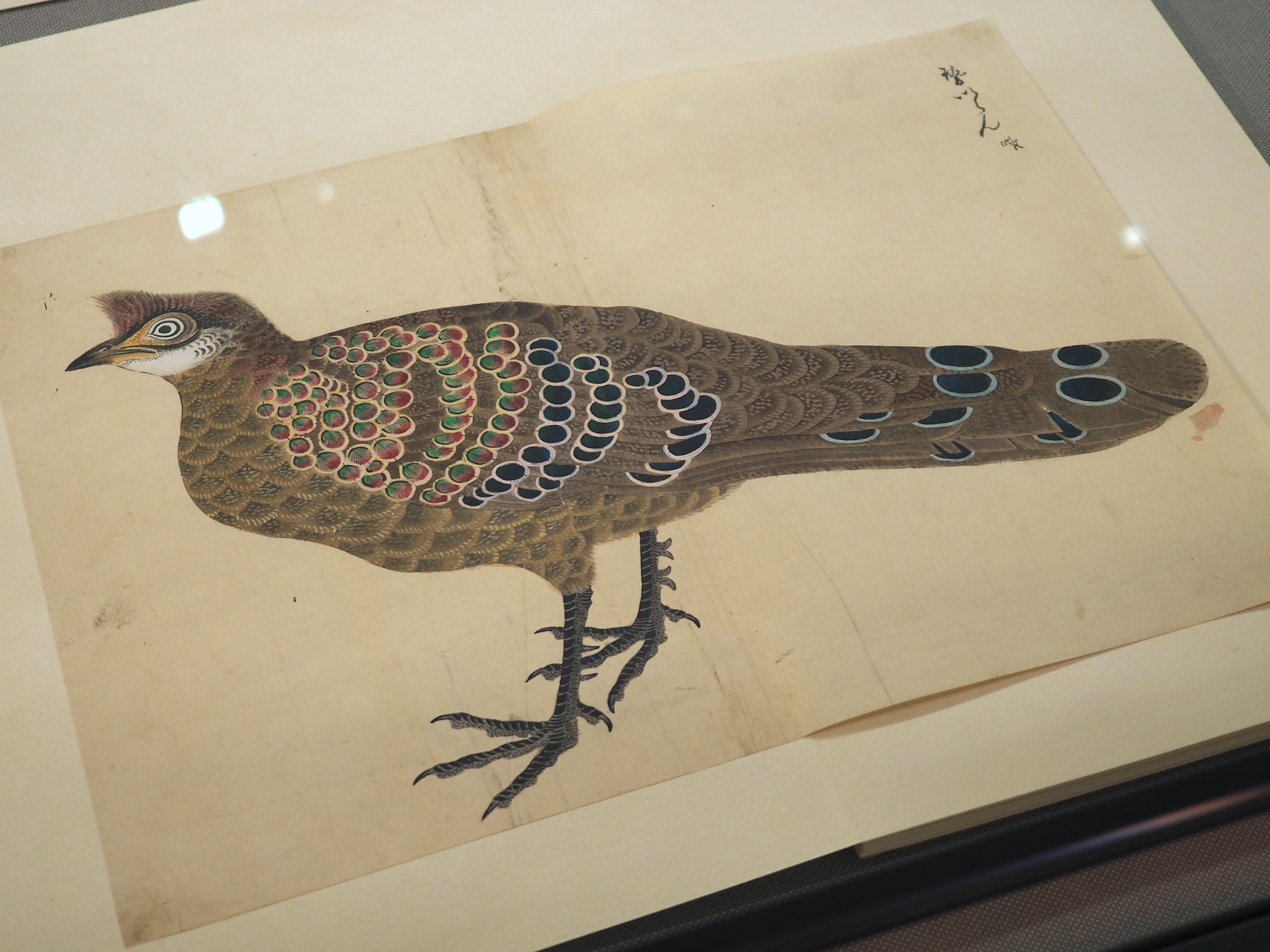 江戸時代の鳥図鑑に“セクシーな鳥”がいた！ 堀田正敦の《禽譜