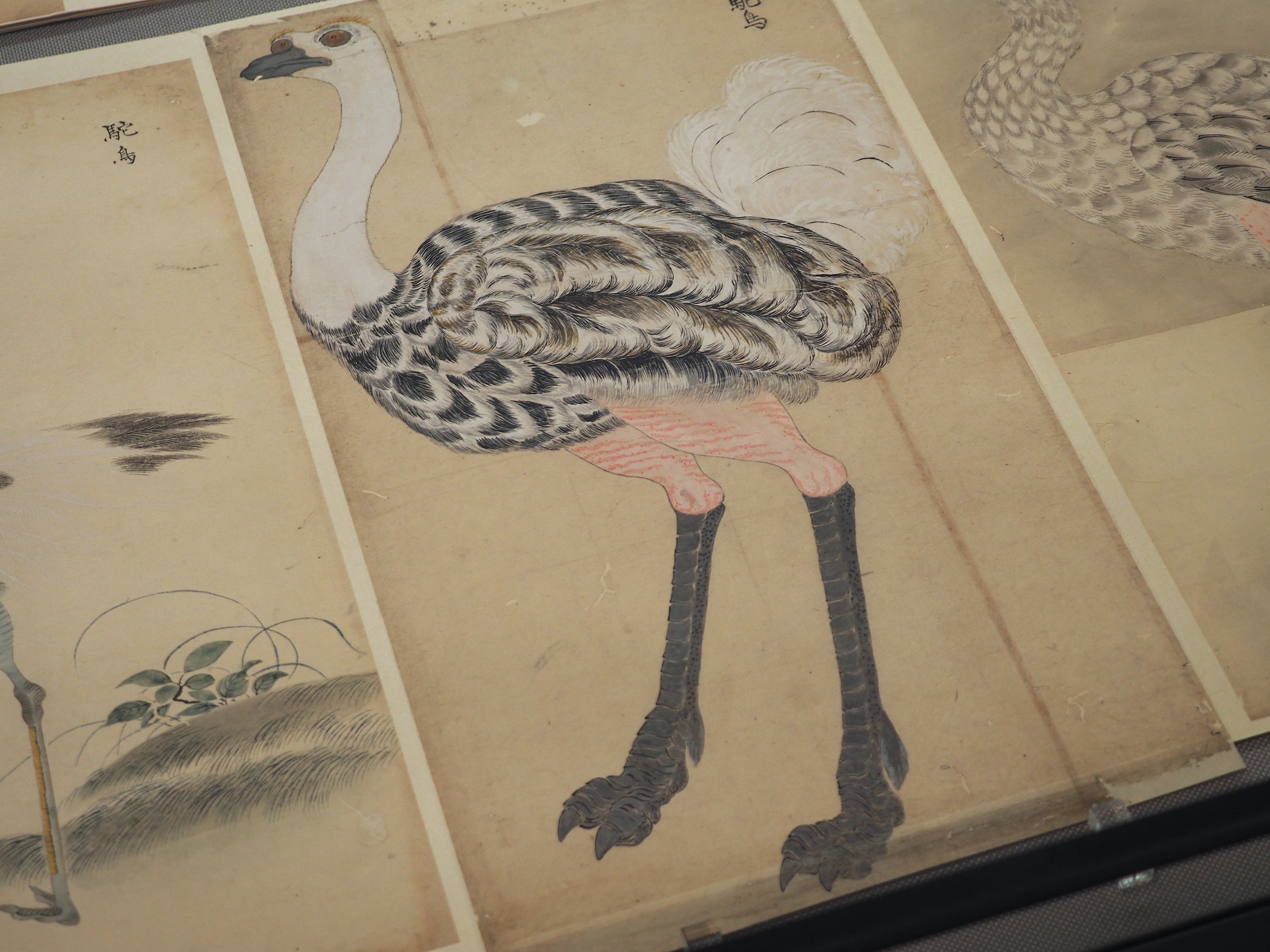 江戸時代の鳥図鑑に“セクシーな鳥”がいた！ 堀田正敦の《禽譜》特集（2