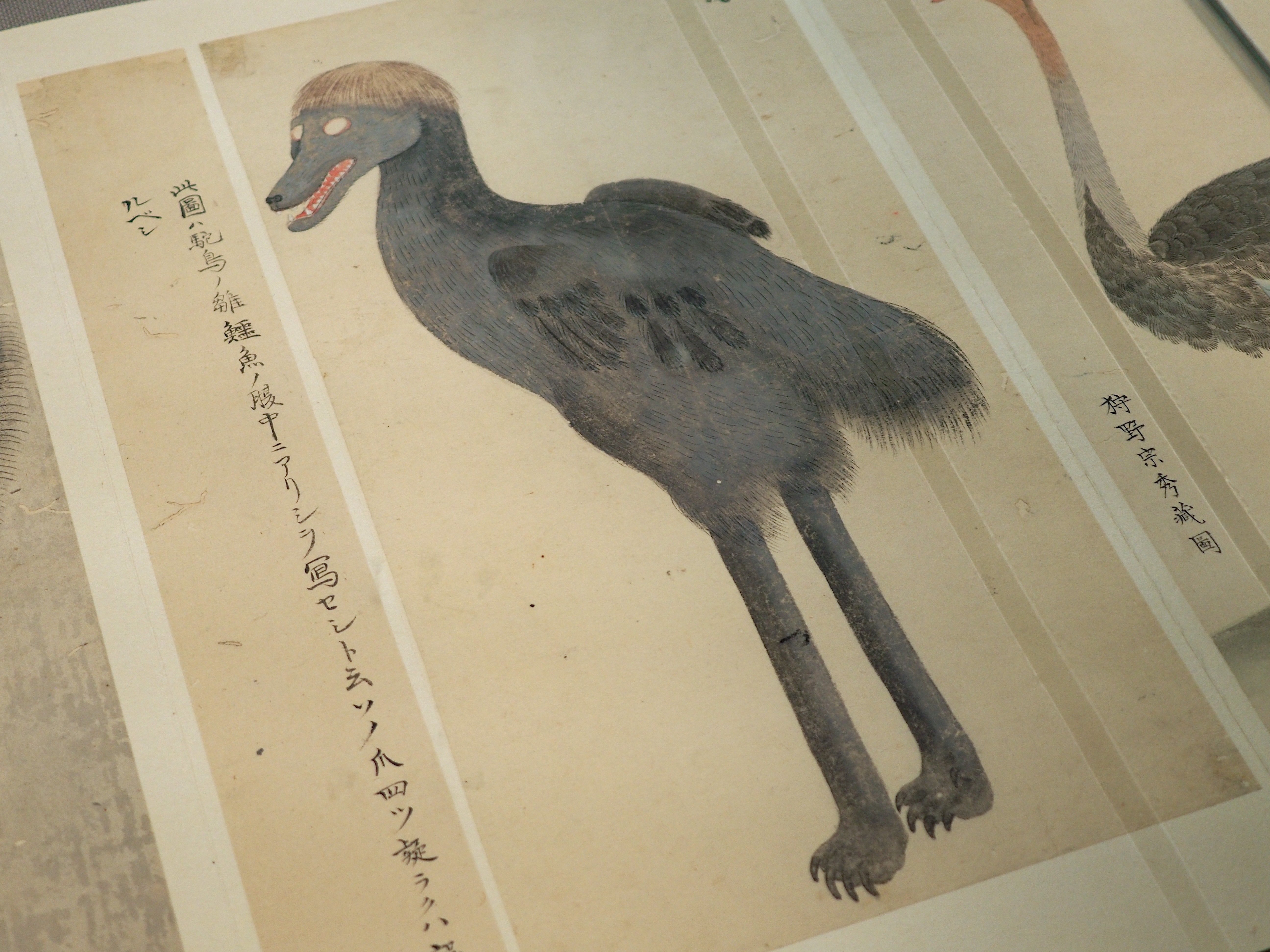 江戸時代の鳥図鑑に“セクシーな鳥”がいた! 堀田正敦の《禽譜 江戸時代の鳥図鑑に“セクシーな鳥”がいた! 堀田正敦の《禽譜