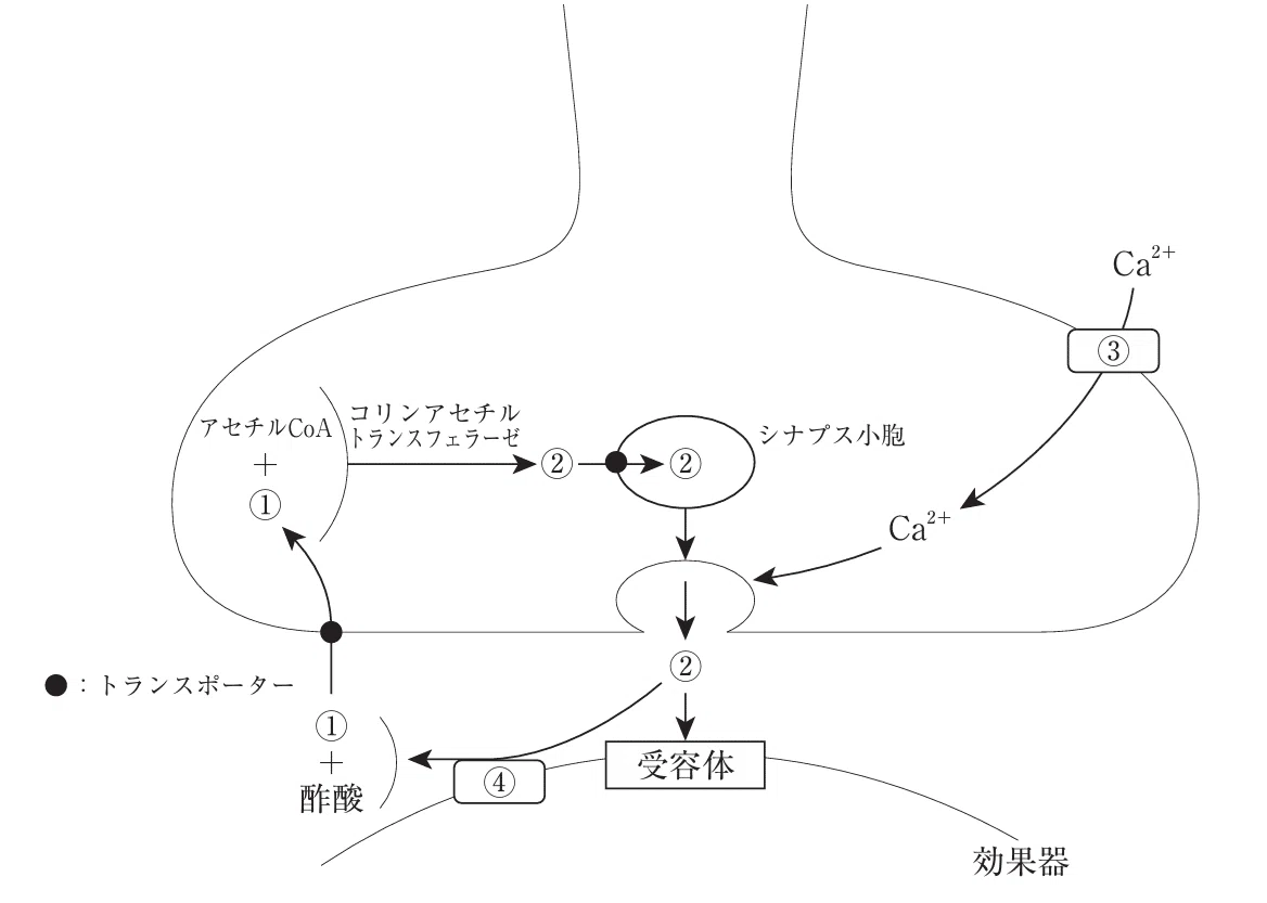 薬剤師国家試験対策ノート｜論点解説 薬学理論問題 生物(2) 第106回-第