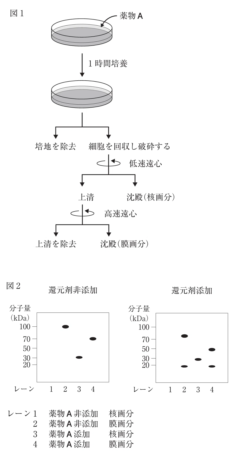 【薬剤師国家試験対策】　手作りノート（生物） 薬剤師国家試験対策】 手作りノート（生物） - メルカリ