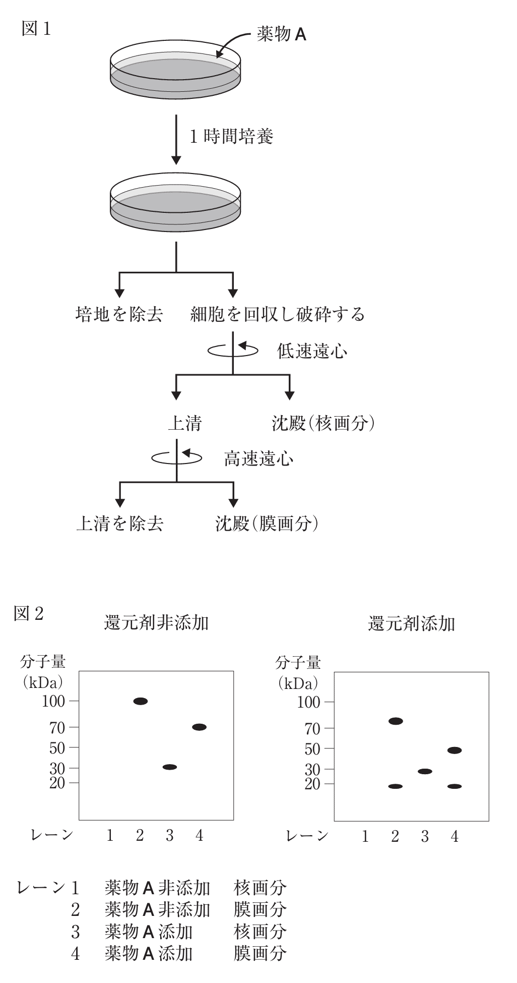 BA05-025 REC 薬剤師国家試験 e-ラーニングコース 薬剤/物理