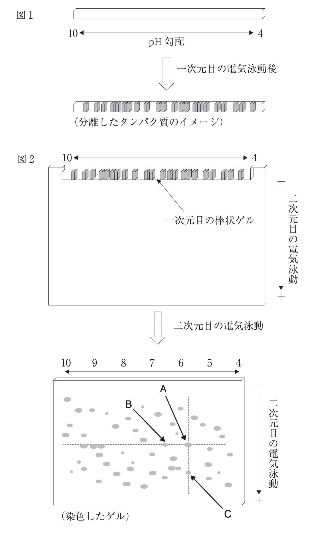 薬剤師国家試験対策ノート｜論点解説 薬学理論問題 生物(2) 第106回-第
