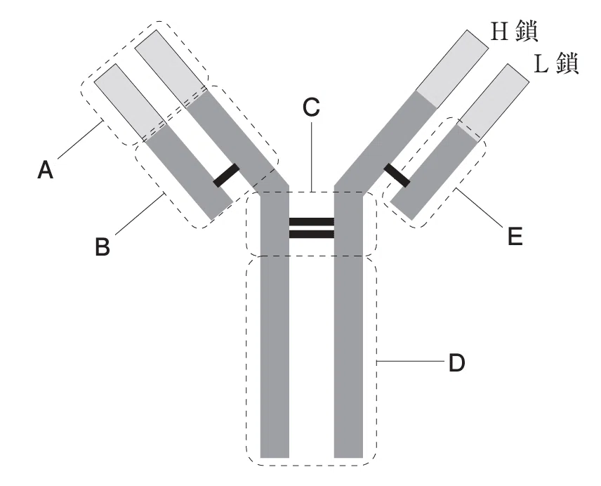 薬剤師国家試験対策ノート｜論点解説 薬学理論問題 生物(2) 第106回-第