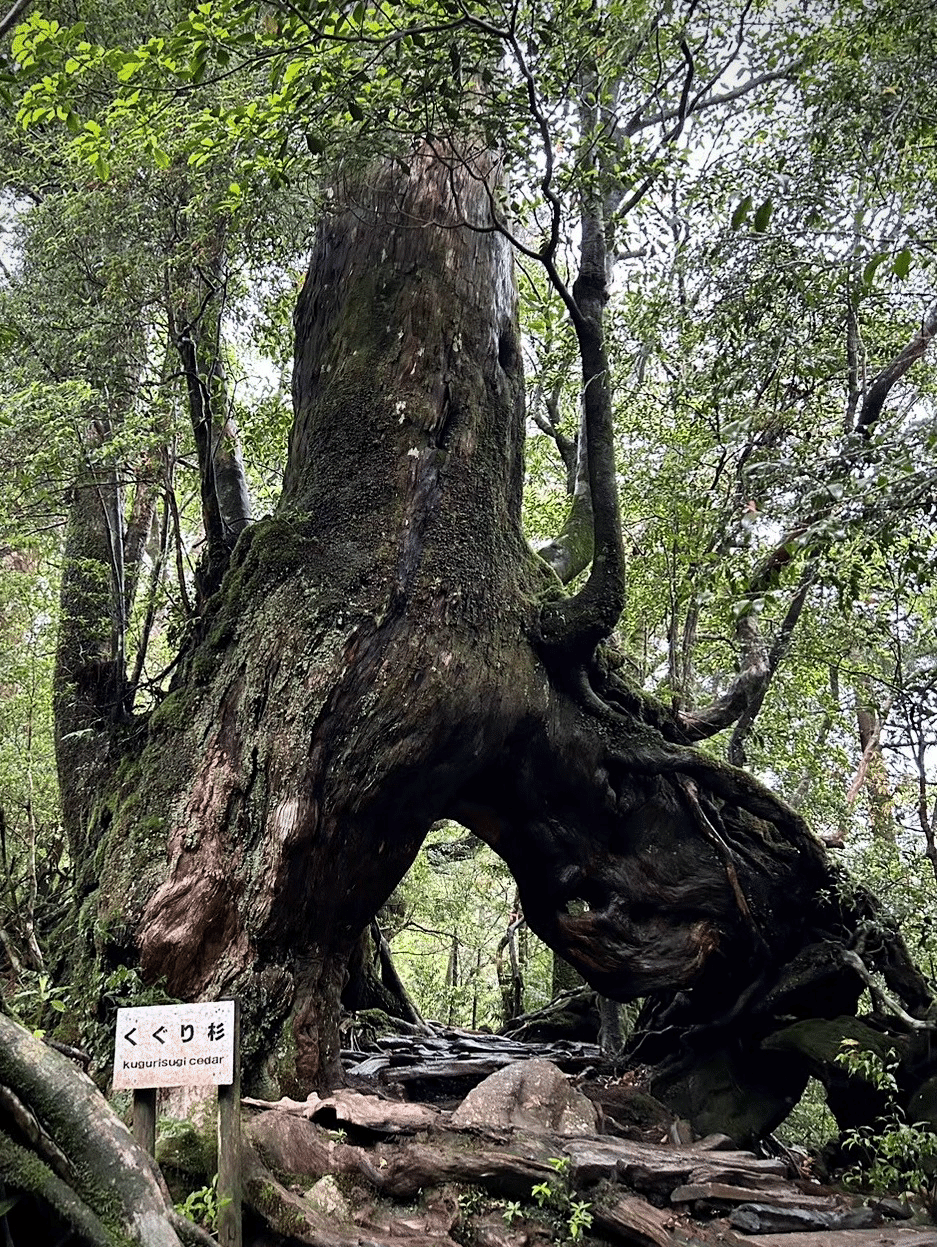 ジブリの世界が広がる苔むす森へ、雨の日こそ絶景に出会える