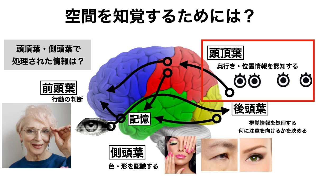 1時間半でわかる臨床でした使えない脳卒中リハビリ『半側空間無視の評価とアプローチ』|脳外臨床研究会&脳外臨床大学校
