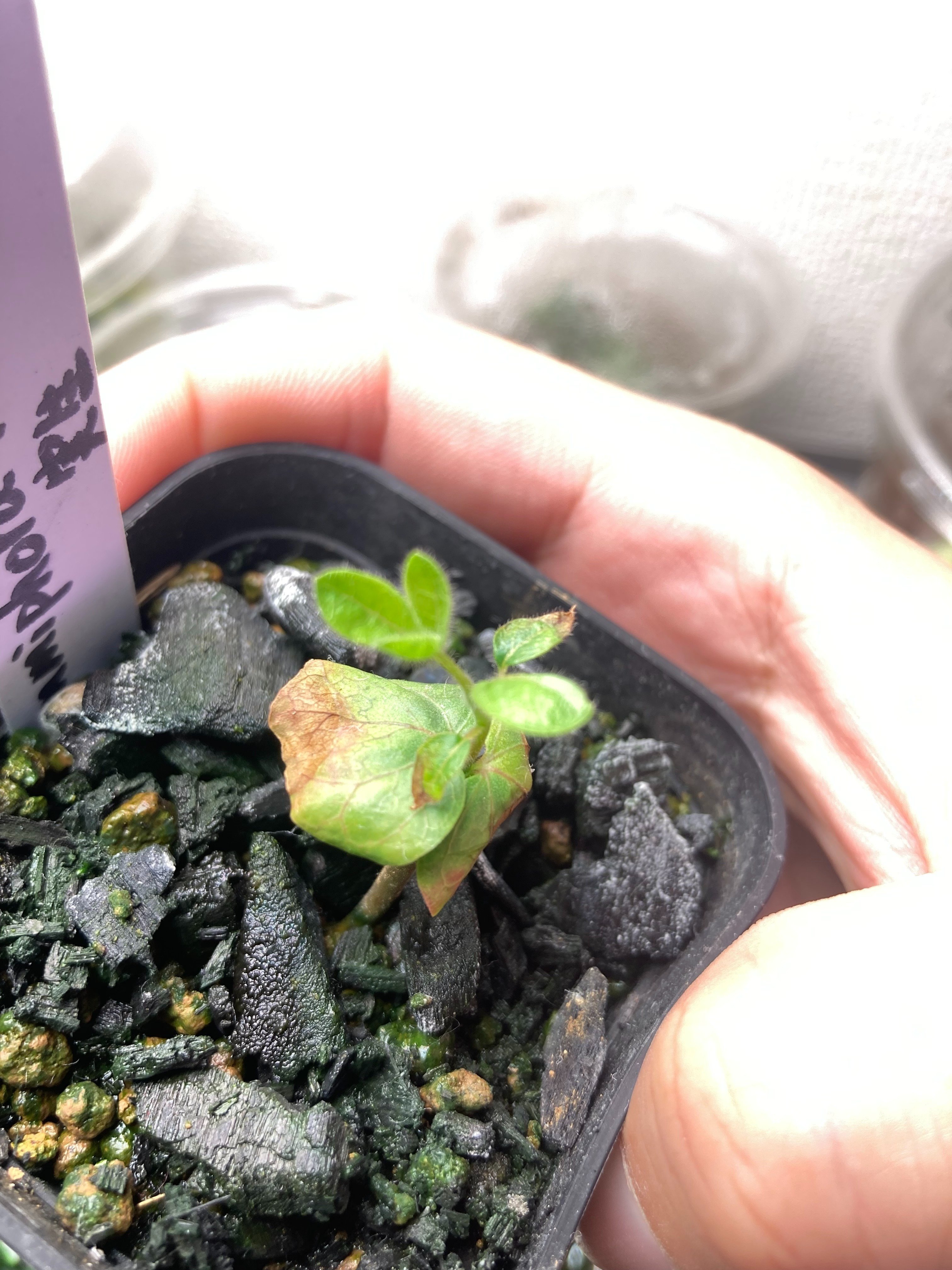 コミフォラモンストローサ発根管理株 希少 (コミフォラモン コミフォラモンストローサ発根管理株 希少 (コミフォラモン