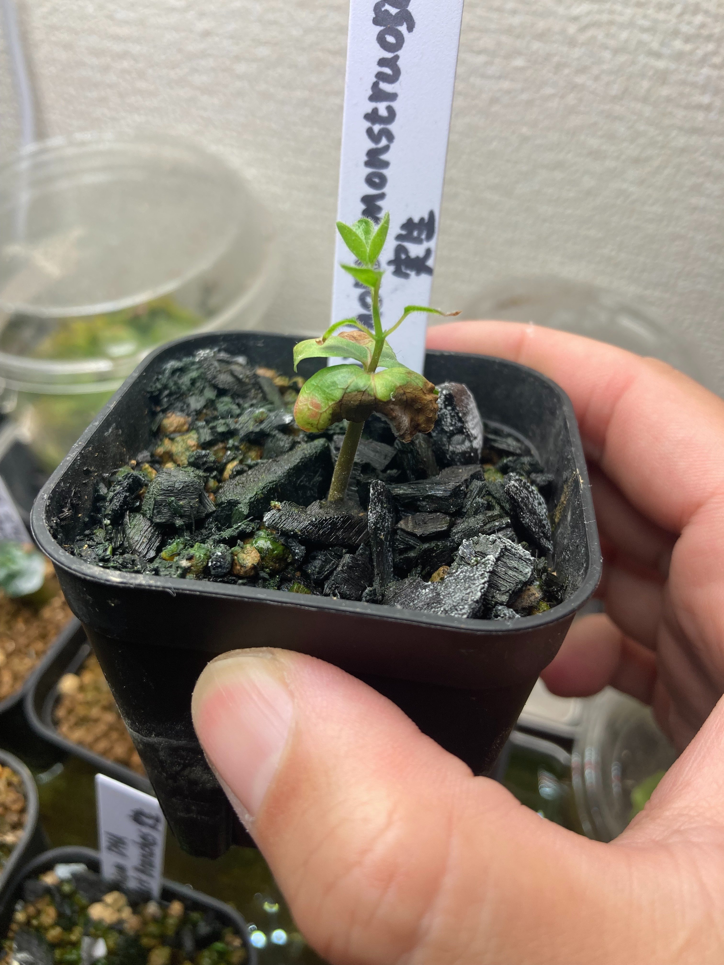コミフォラモンストローサ 実生2年目