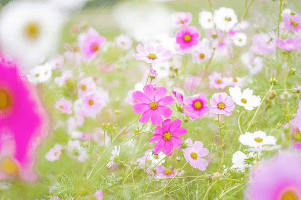 作例あり】SONY FE 50mm F1.8 SEL50F18F レビュー|Nocchi(のっち) 作例あり】SONY FE 50mm F1.8 SEL50F18F レビュー|Nocchi(のっち)
