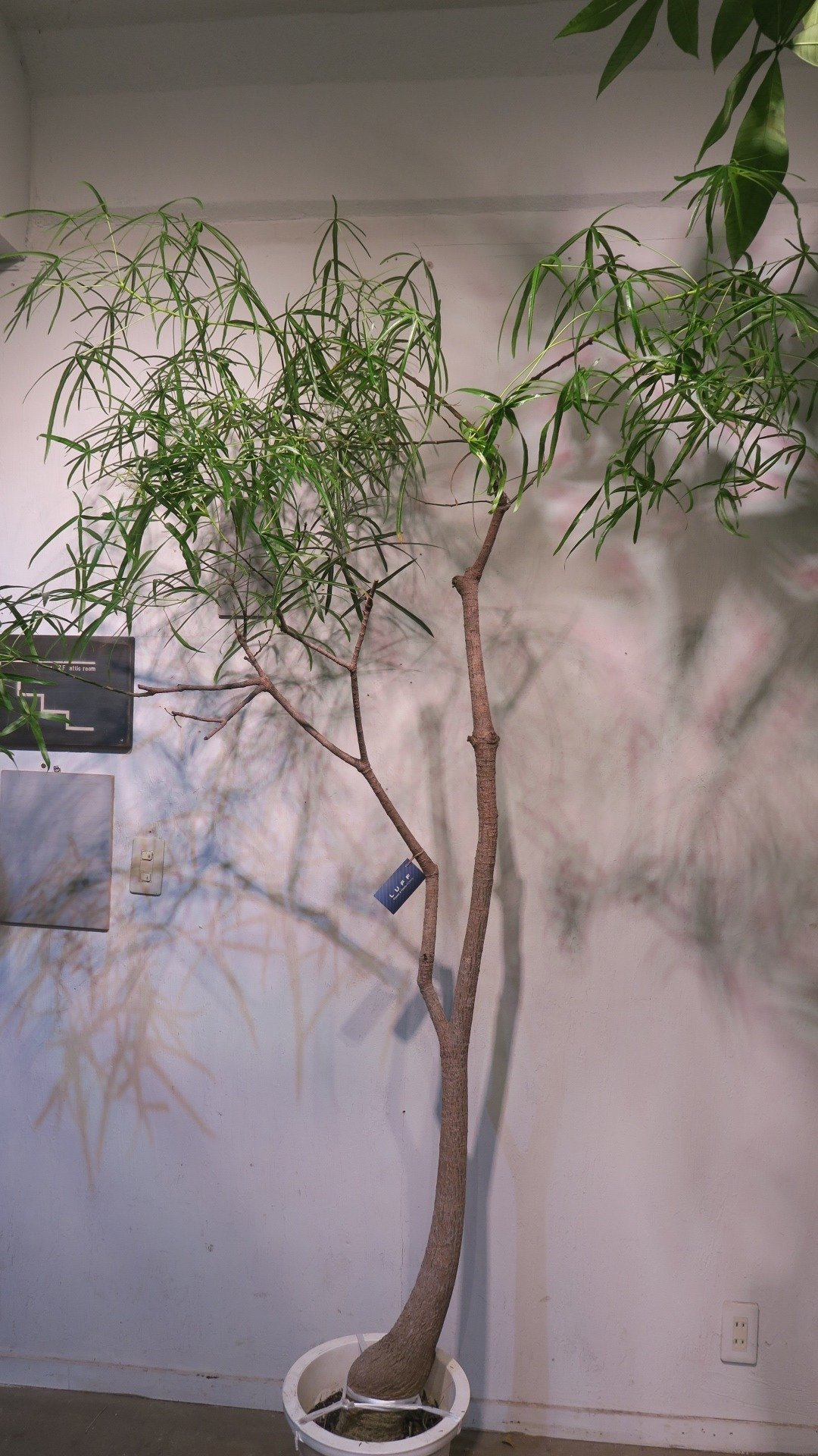 ボトルツリーの育て方｜花屋ラフさん 