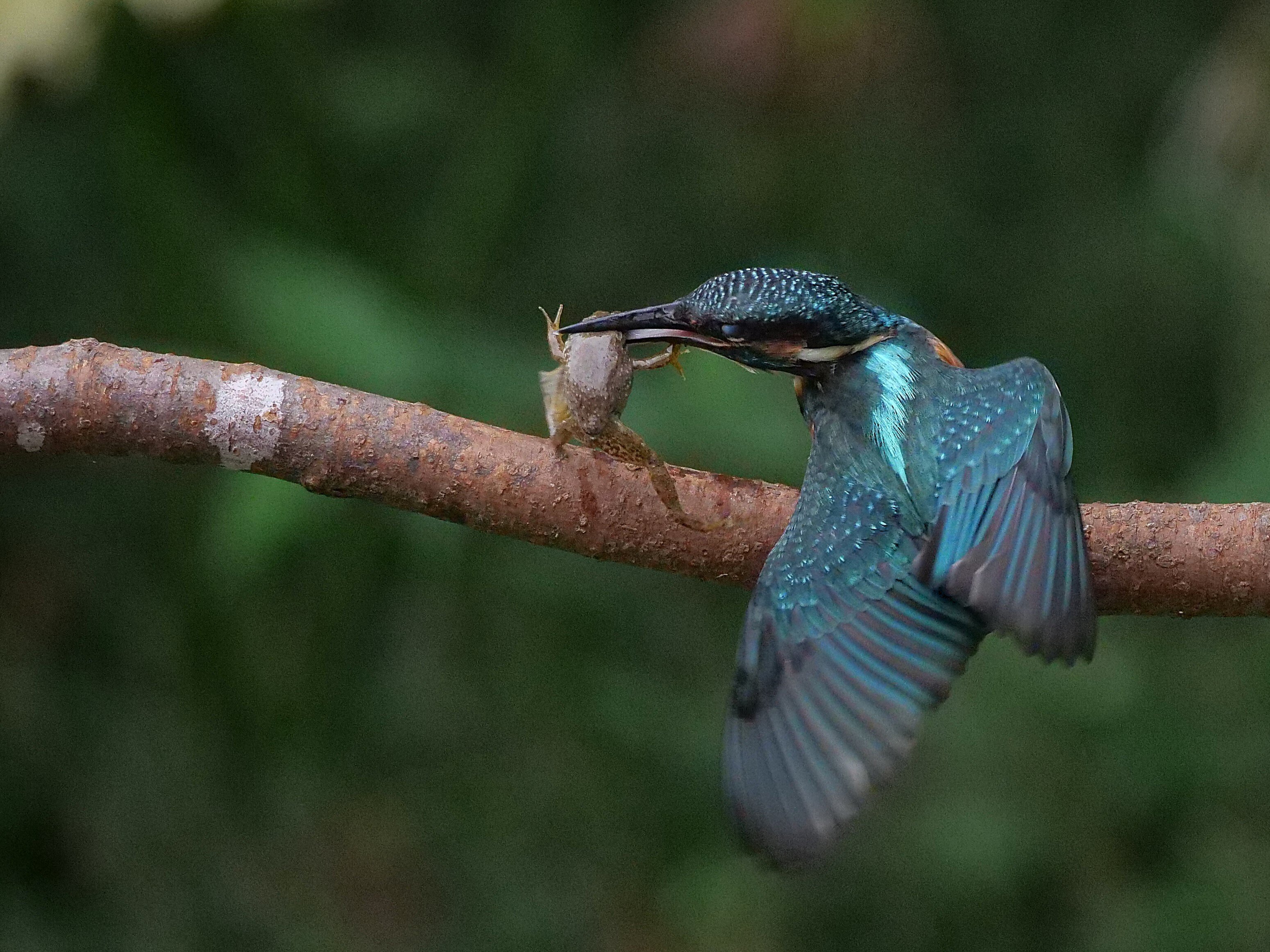 野鳥が好きです!#134「400mmの望遠レンズで迫るカワセミ飛翔