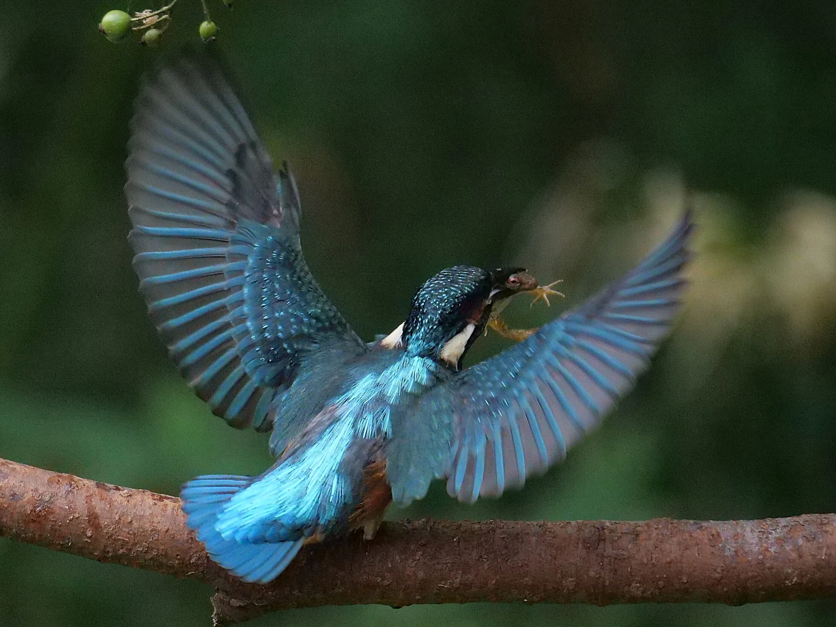 野鳥が好きです!#134「400mmの望遠レンズで迫るカワセミ飛翔シーン
