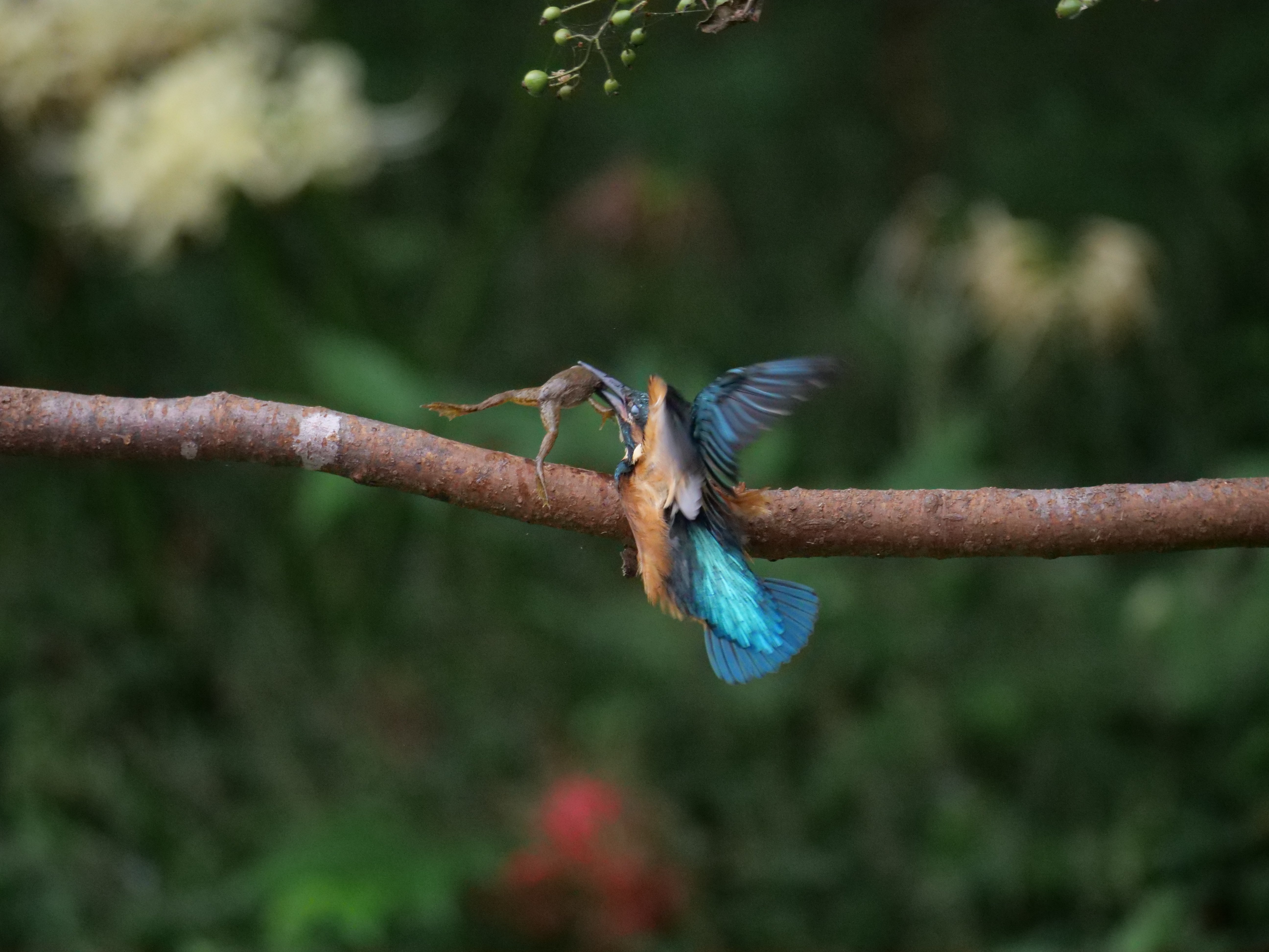 野鳥が好きです!#134「400mmの望遠レンズで迫るカワセミ飛翔