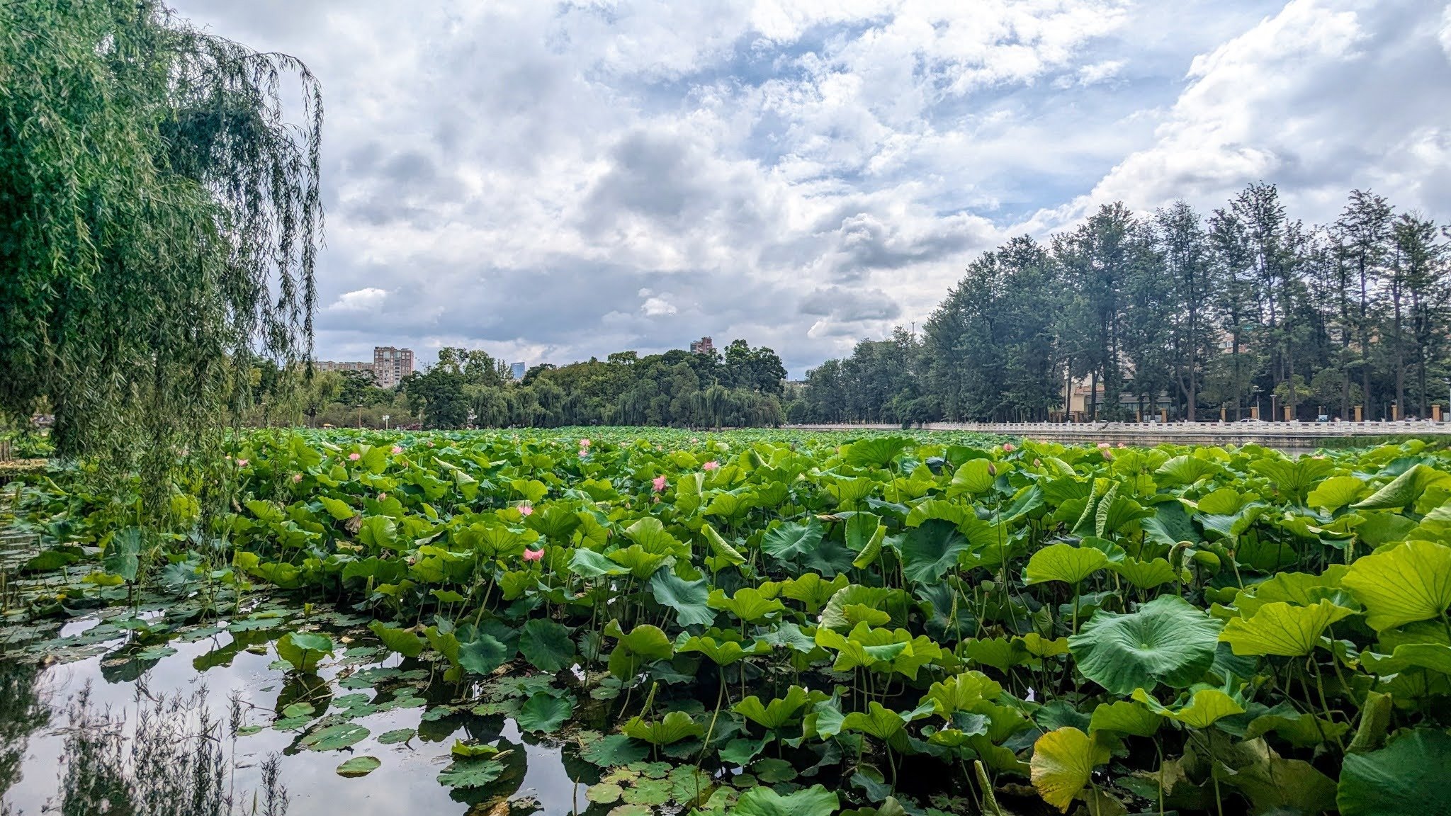一杯の麺に、雲南の懐の深さを知る ―中国・雲南省 母子3人紀行 #2｜岸