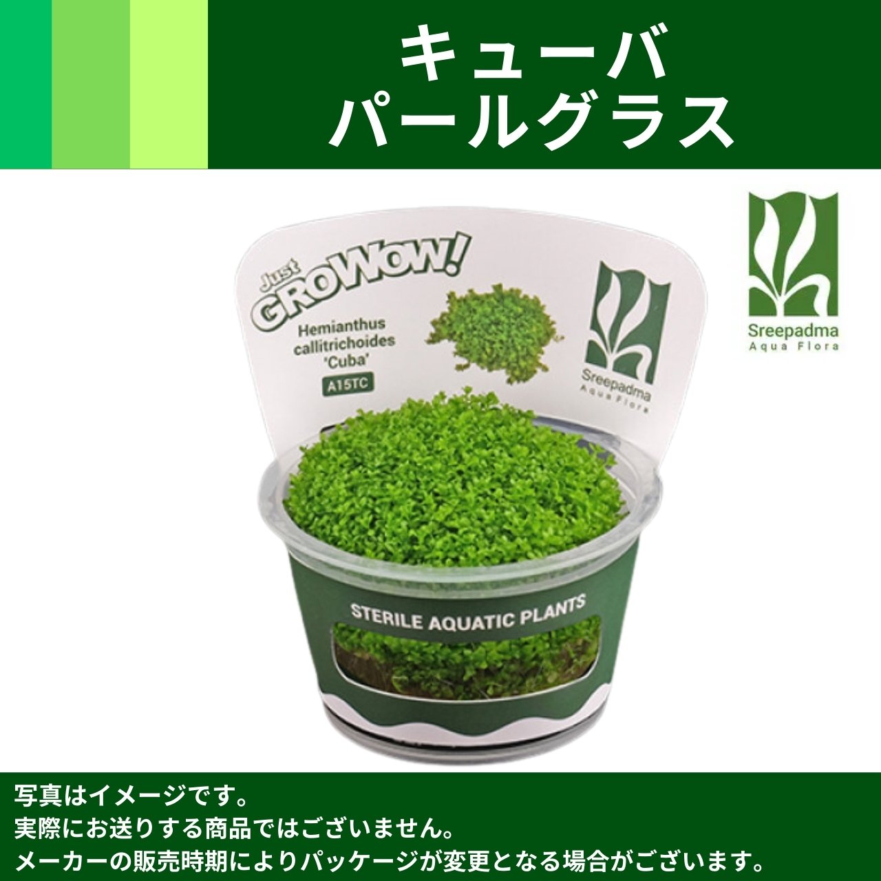 新鮮な水草 中型 根付き