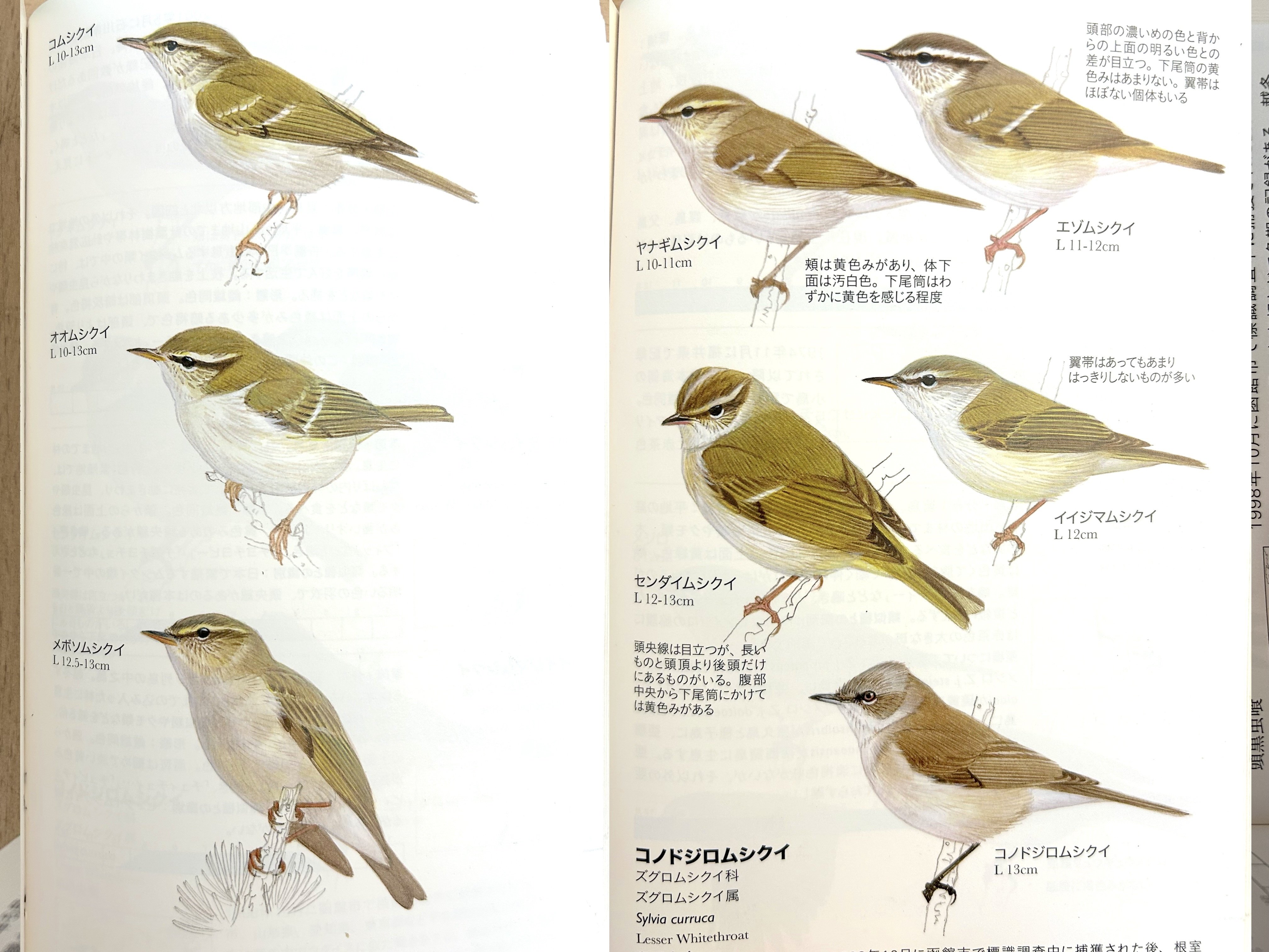 第3回】識別最難関？！ 渡り鳥解説〜ムシクイ編｜鳥の学校