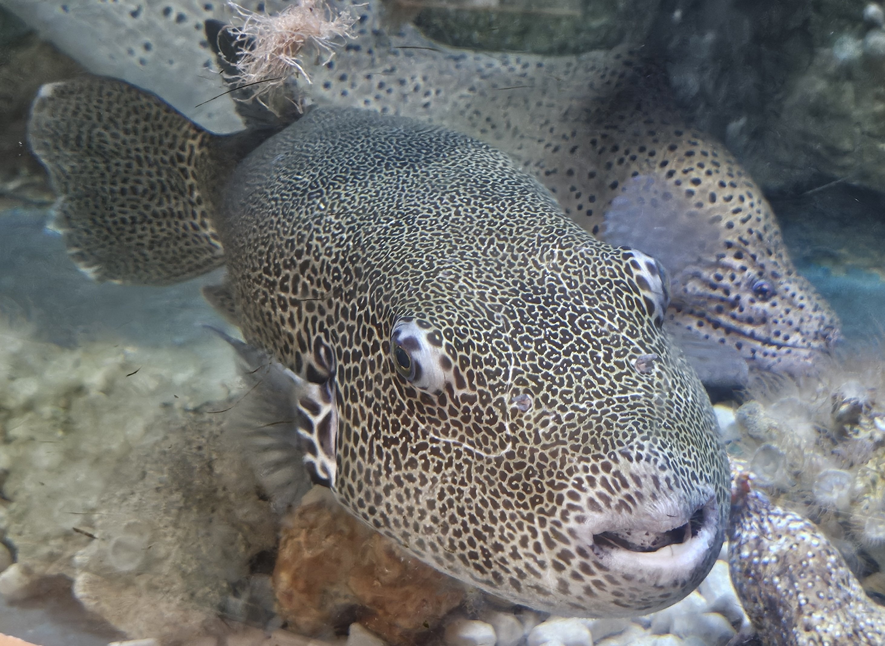 全国水族館の旅【47】すさみ町立エビとカニの水族館｜美原さつき