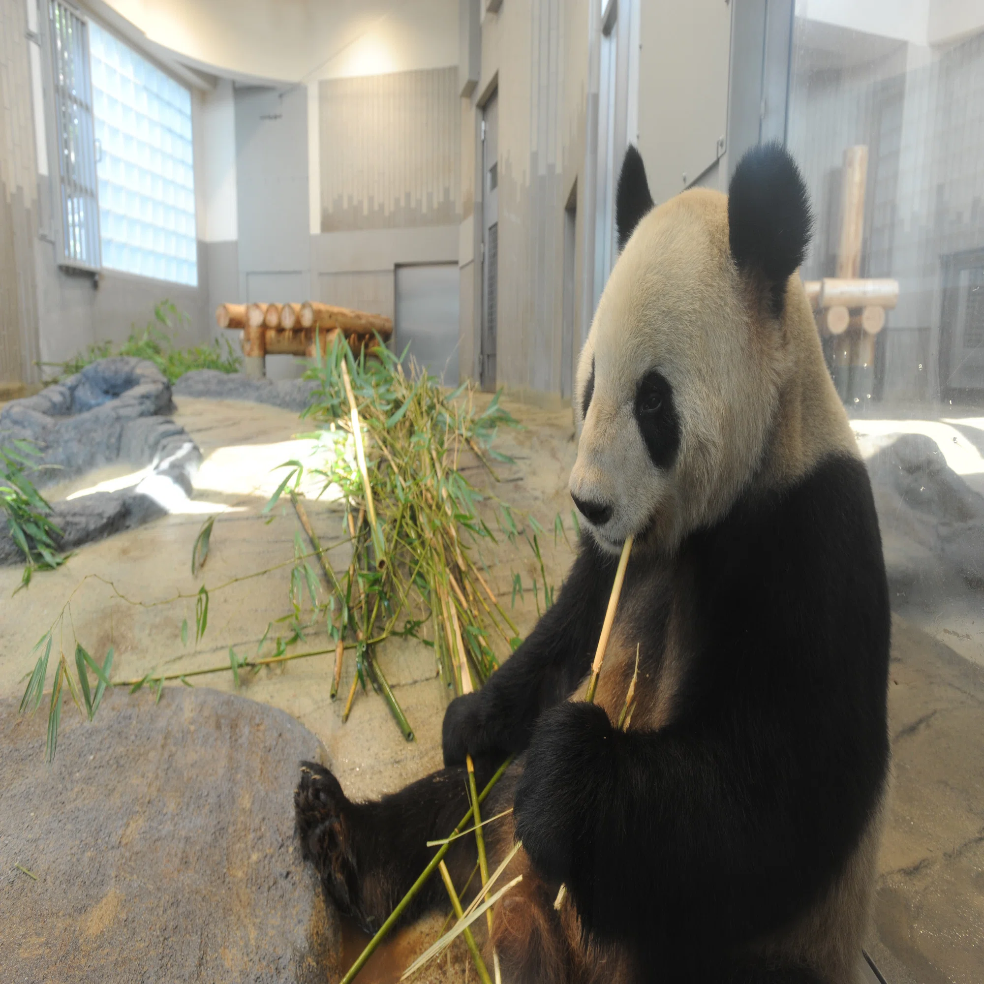リーリーとシンシンが「2代目パンダ舎」にやって来た日【上野動物園の 