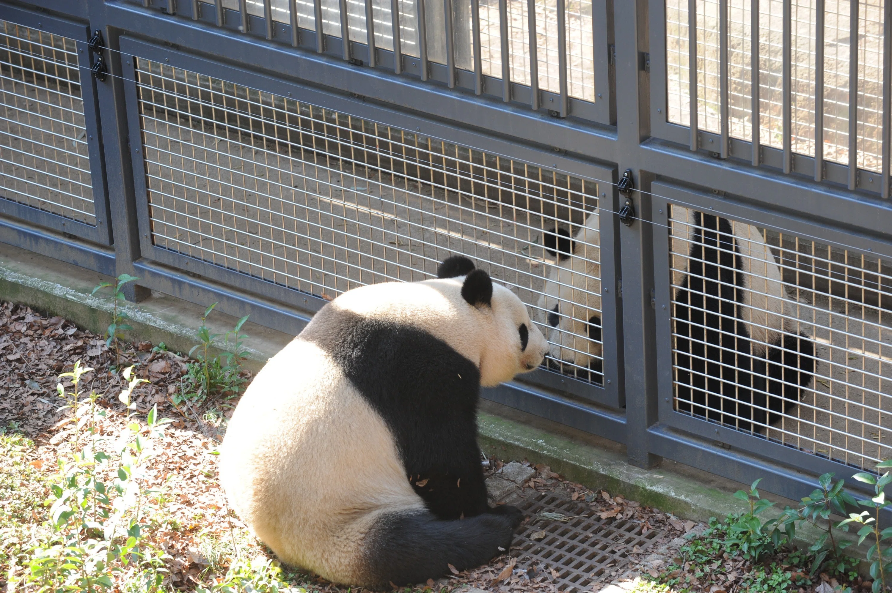 リーリーとシンシンが「2代目パンダ舎」にやって来た日【上野動物園の