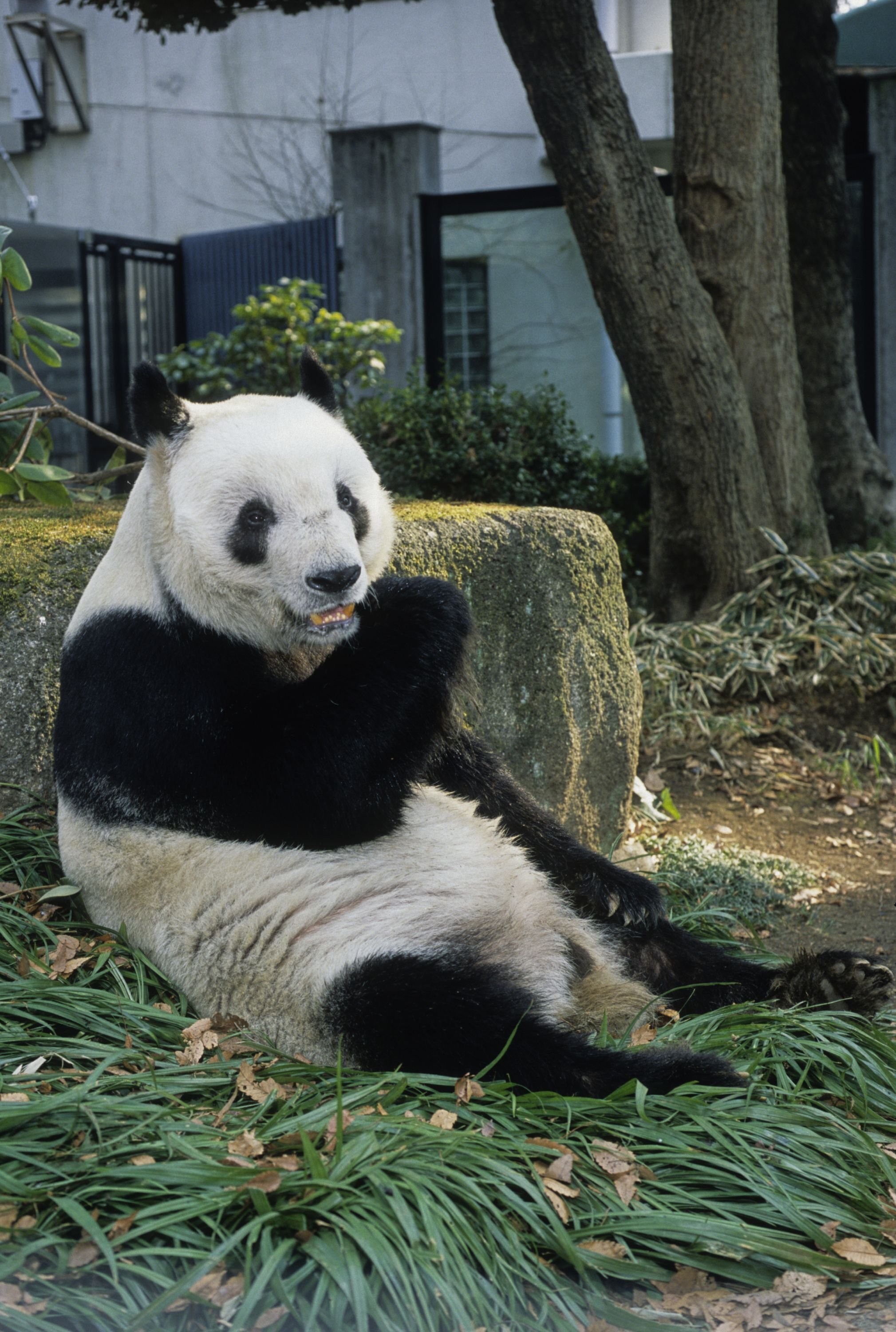 リーリーとシンシン 2頭を育てた中国飼育研究員の手記